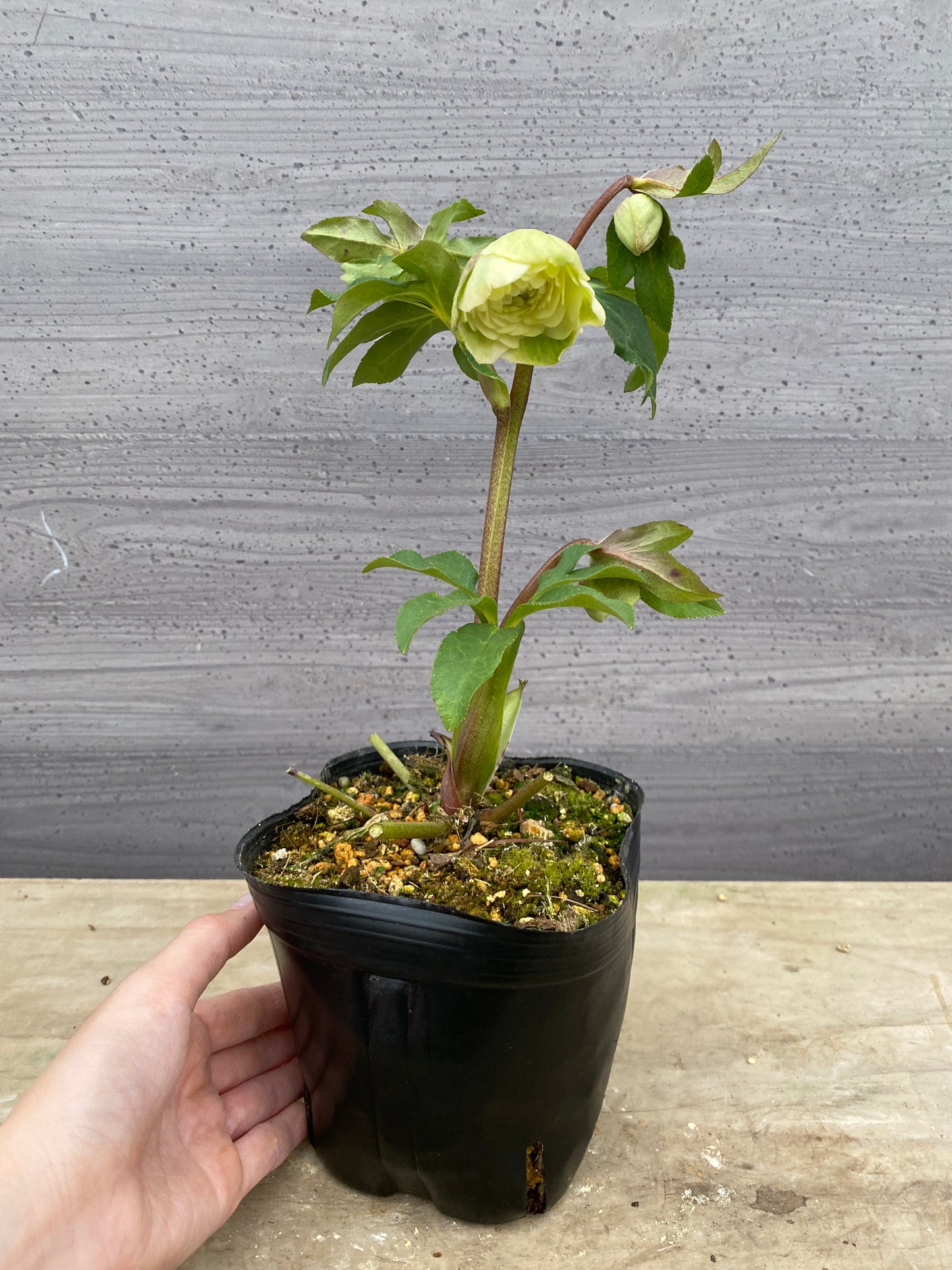 No.05131　横山園芸★クリスマスローズ　プリマドレス　5号苗ポット