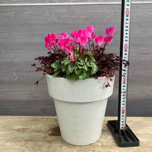 寄せ植えR 7号おすすめ白ポット