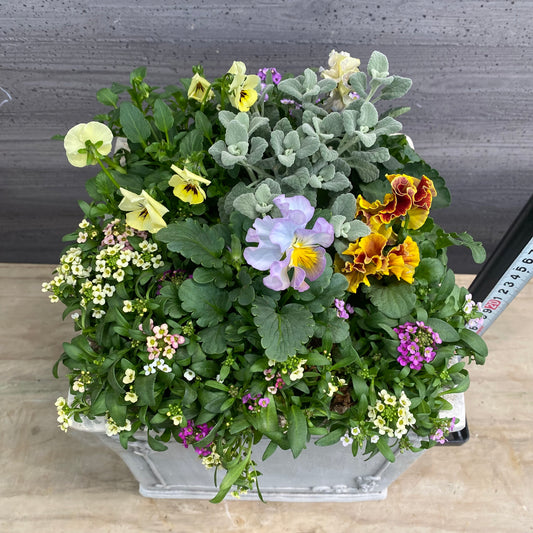 寄せ植えN　白陶器鉢