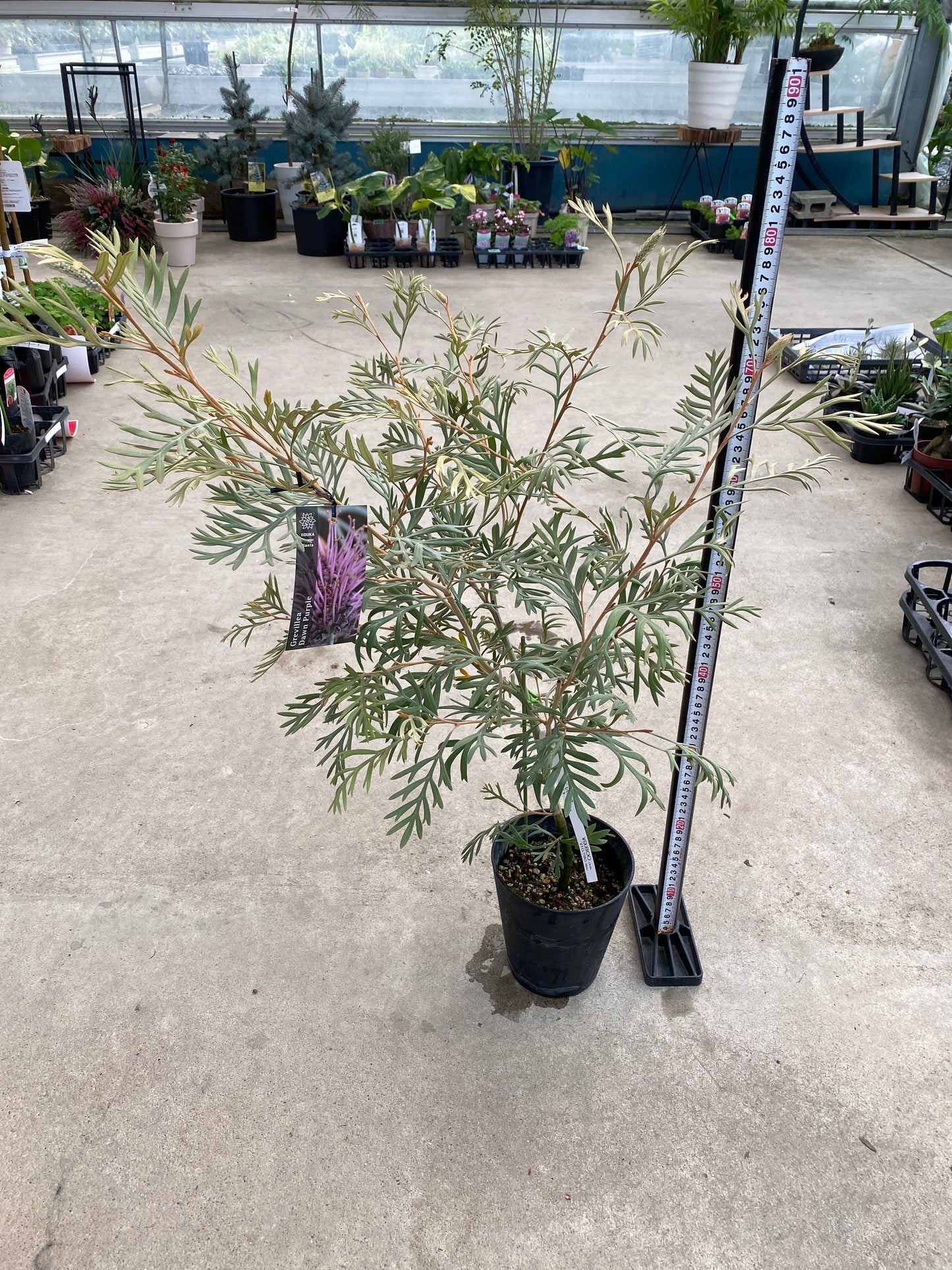 No.28034　グレビレア　ドーンパープル　5号鉢