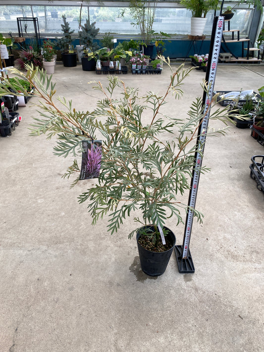 No.28034　グレビレア　ドーンパープル　5号鉢