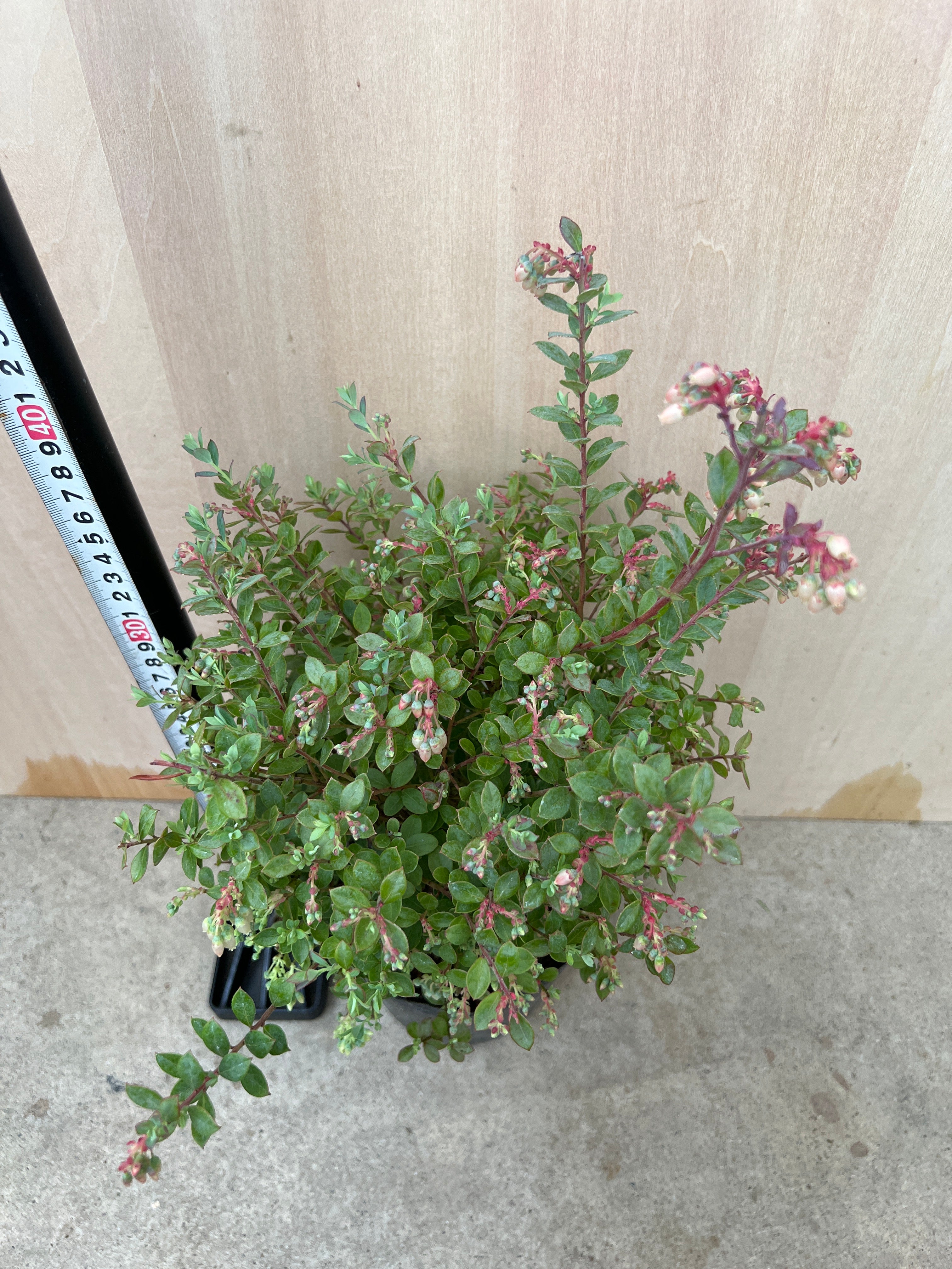 No.31044 ネイティブブルーベリー プリティ 5号苗ポット – 植物家族