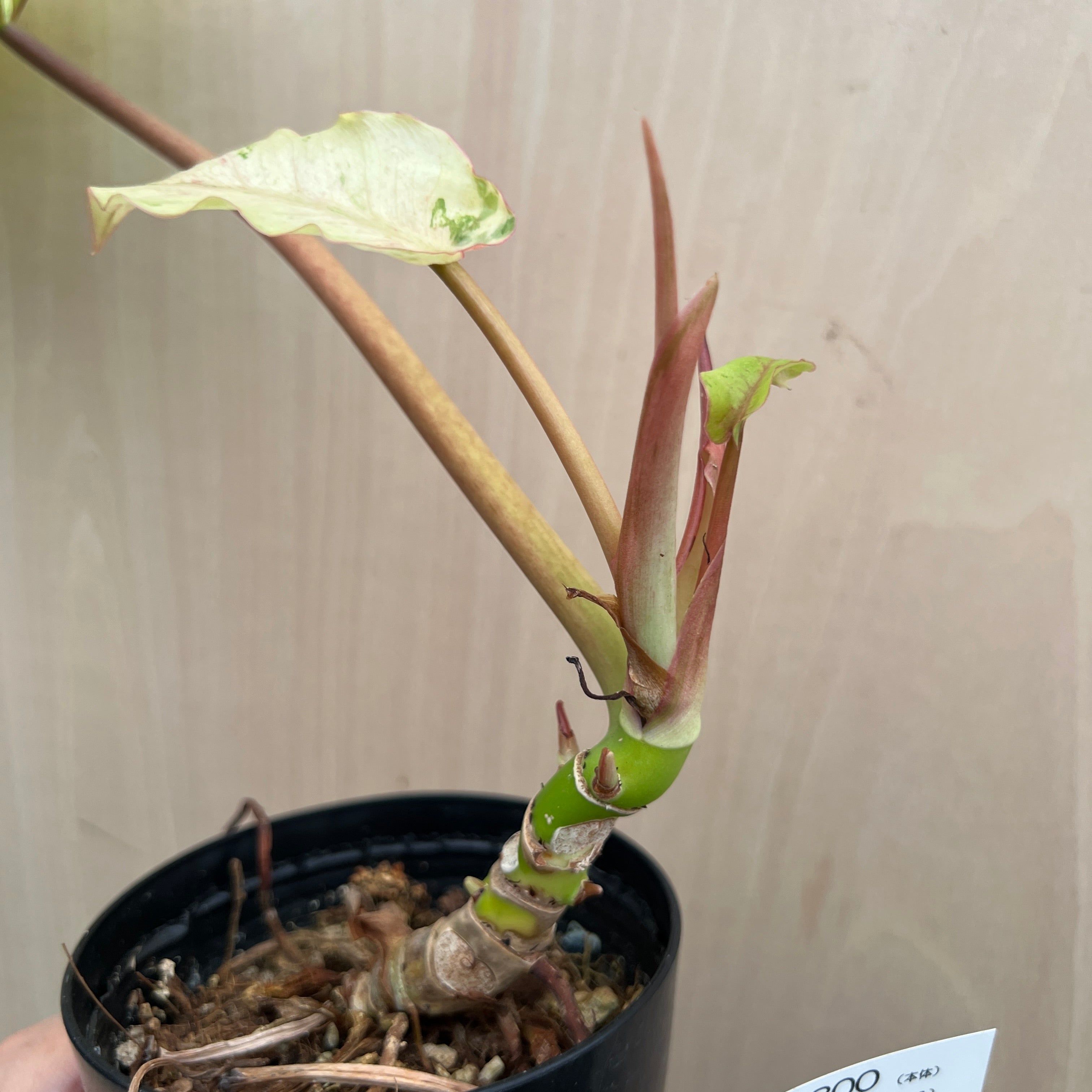 No.21078 フィロデンドロン スノードリフト 3.5号鉢 – 植物家族