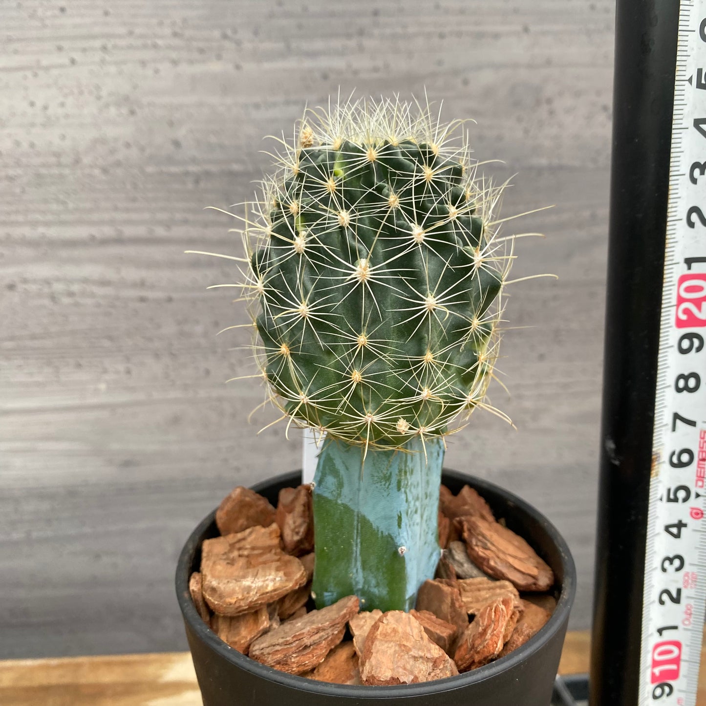 市場仕入れ即売会　No.25063　サボテン接ぎ木I　3号鉢