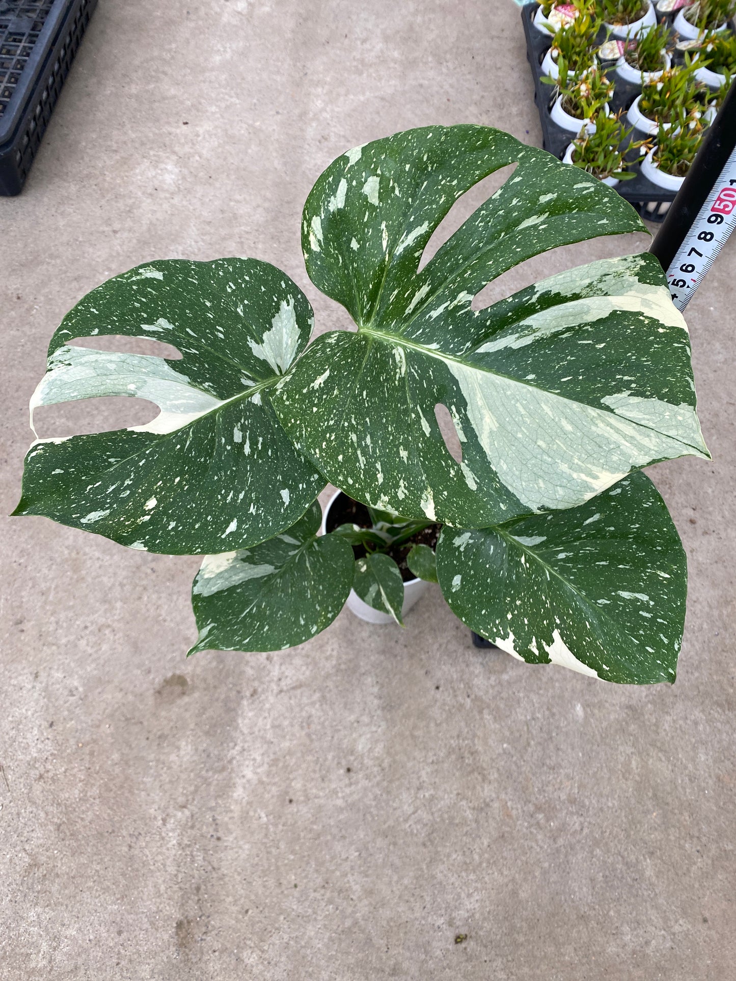 即売会 No.27045　モンステラ　タイコンステレーション　4号鉢