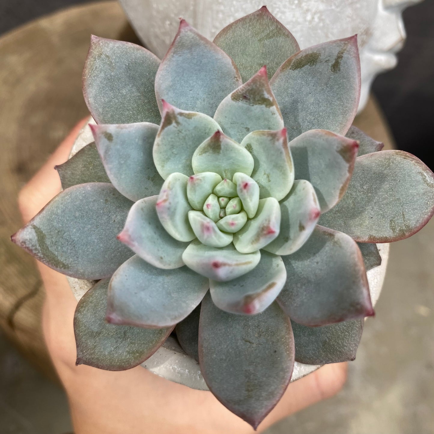 エケベリア　アガボイデスルメール/E･ブルーバード　ガールポットD