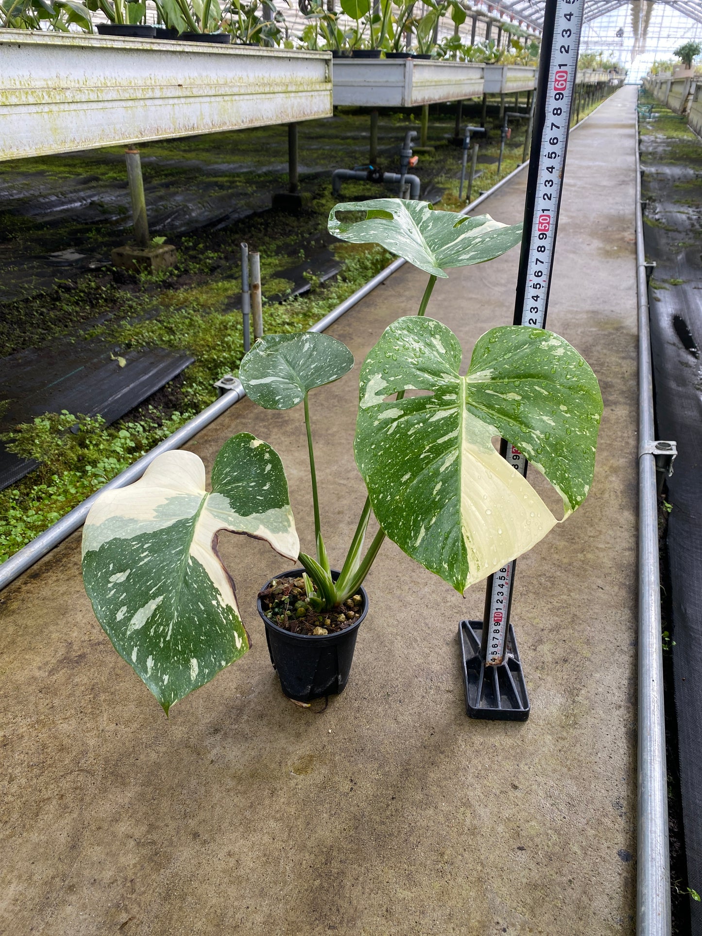 農場創業祭 No.26170　モンステラ　タイコンステレーション　3号鉢