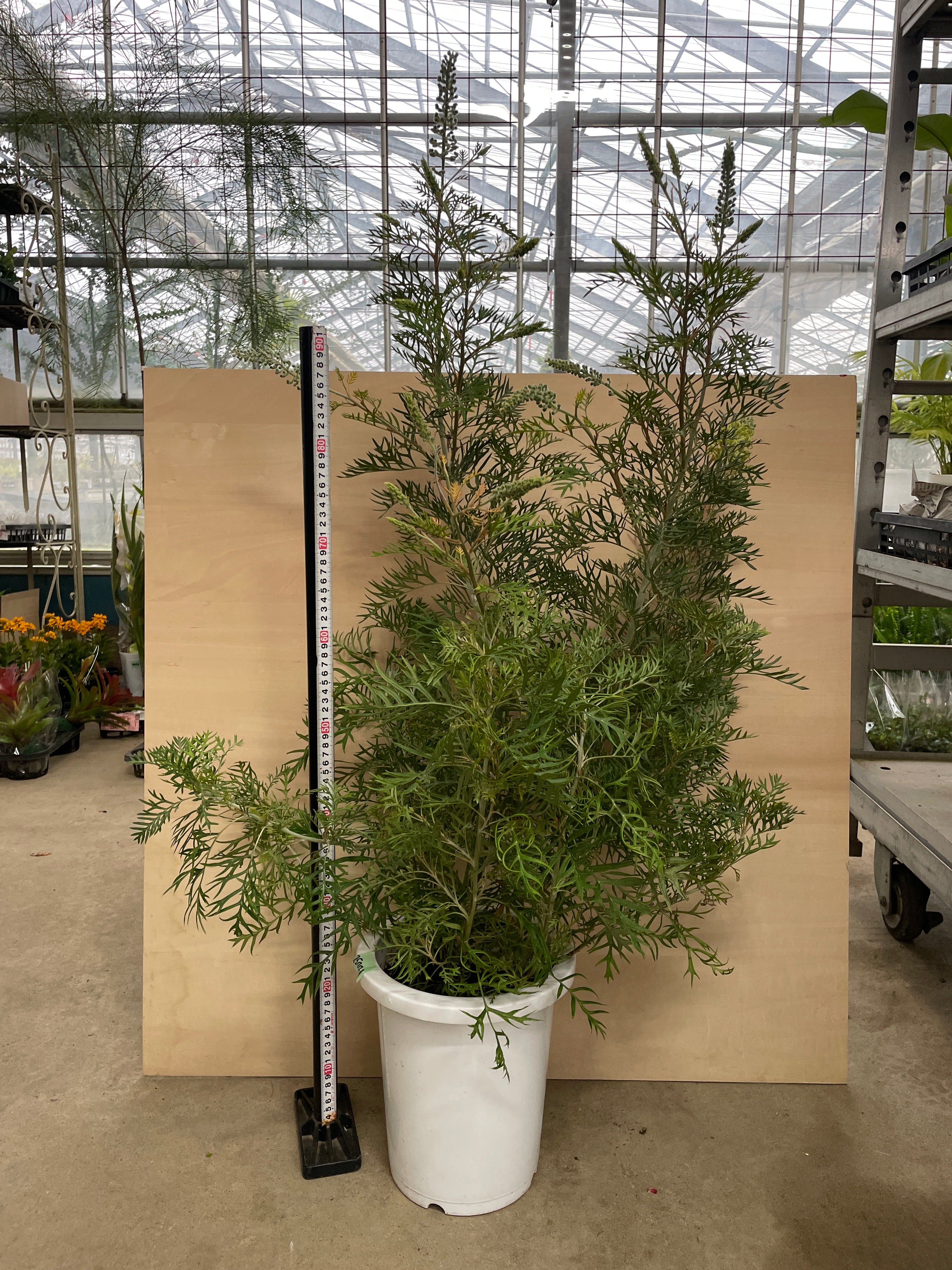 Pickup 全ての商品 – 植物家族