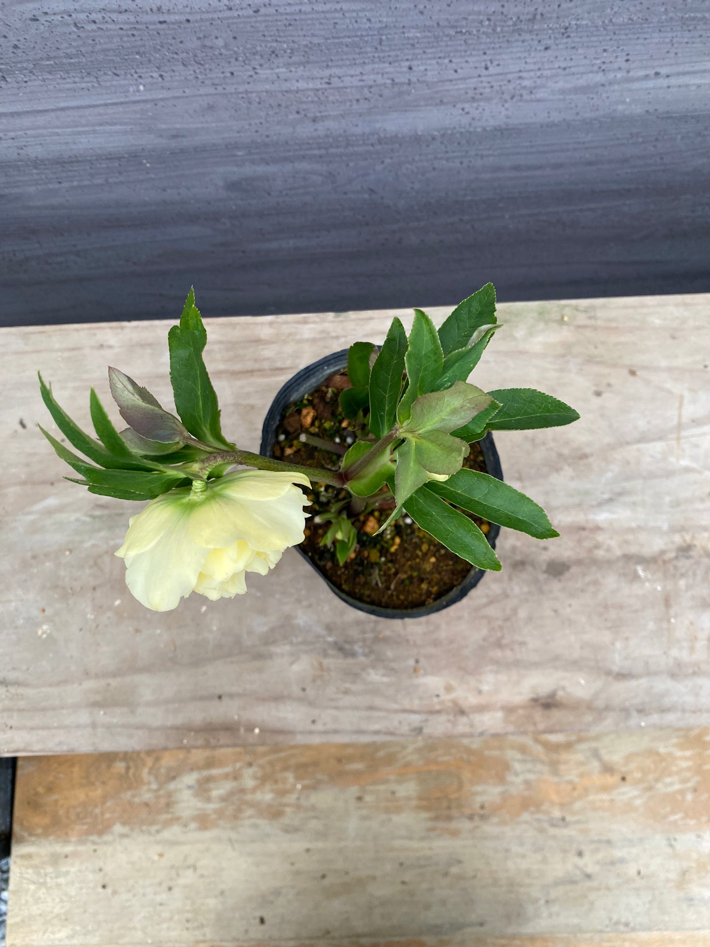 No.05107　横山園芸★クリスマスローズ　プリマドレス　5号苗ポット