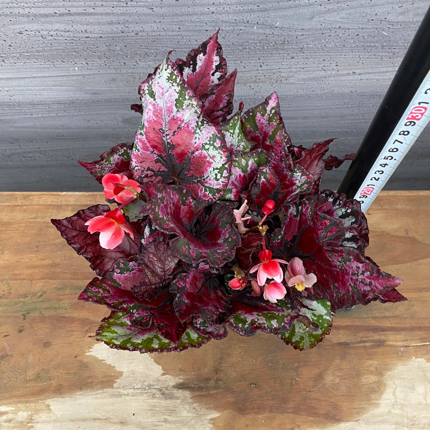 市場仕入れ即売会　No.25012　レックスベゴニア　エンバー　4号鉢