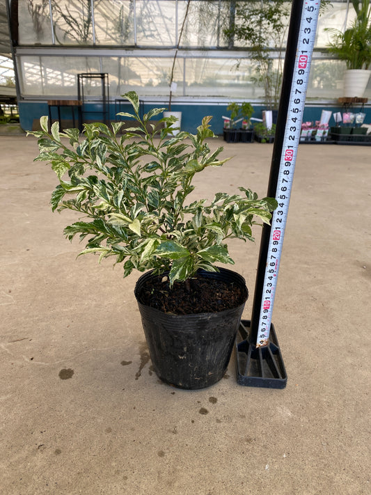 ヒサカキ　ザンセツ　5号苗ポット