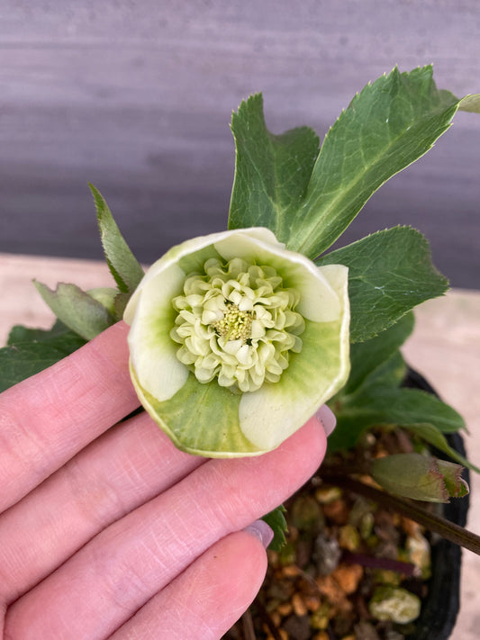 No.05121 横山園芸★クリスマスローズ プリマドレス 5号苗ポット