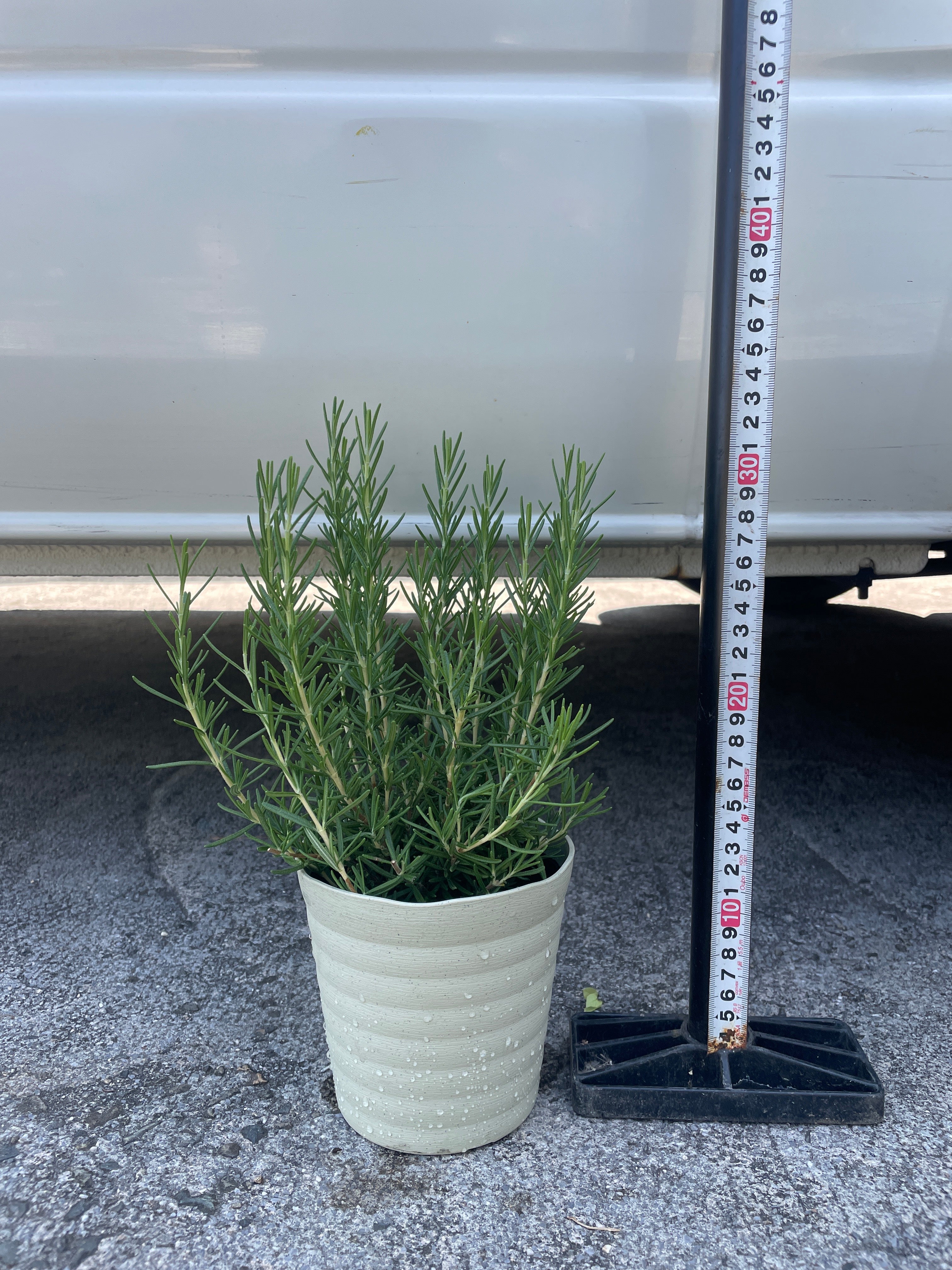 植物家族