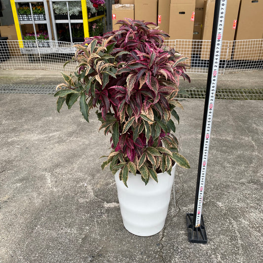 万両　紅孔雀　8号鉢