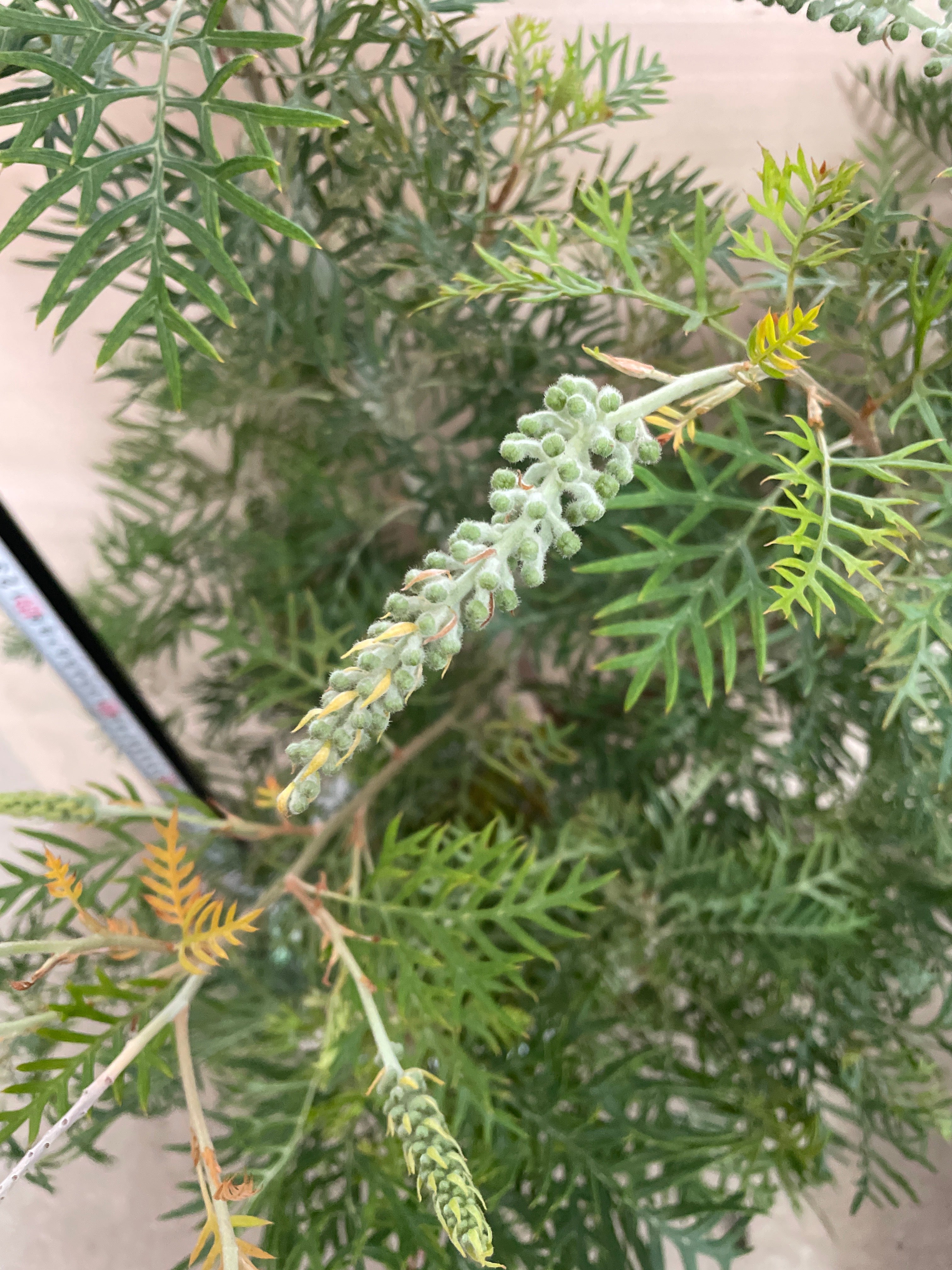 Pickup 全ての商品 – 植物家族