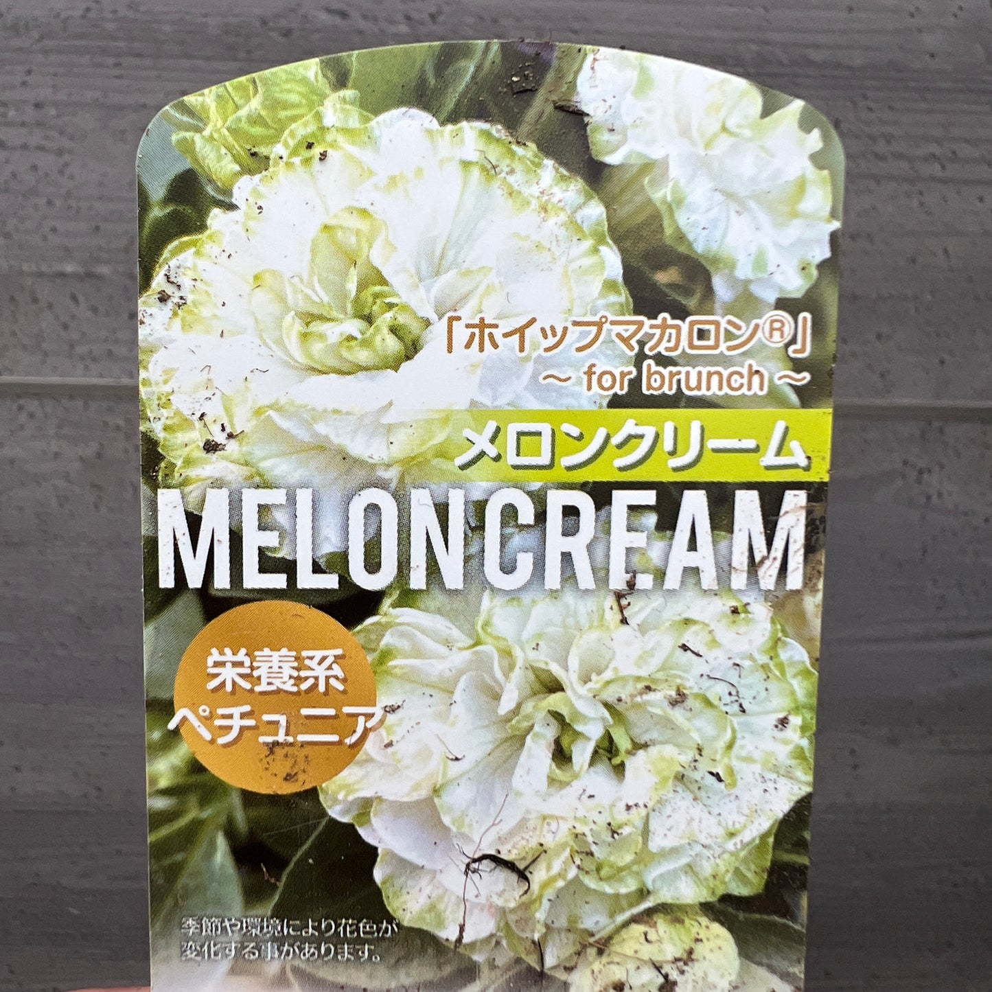 社長植栽★ペチュニア　メロンクリーム　5号白ポット