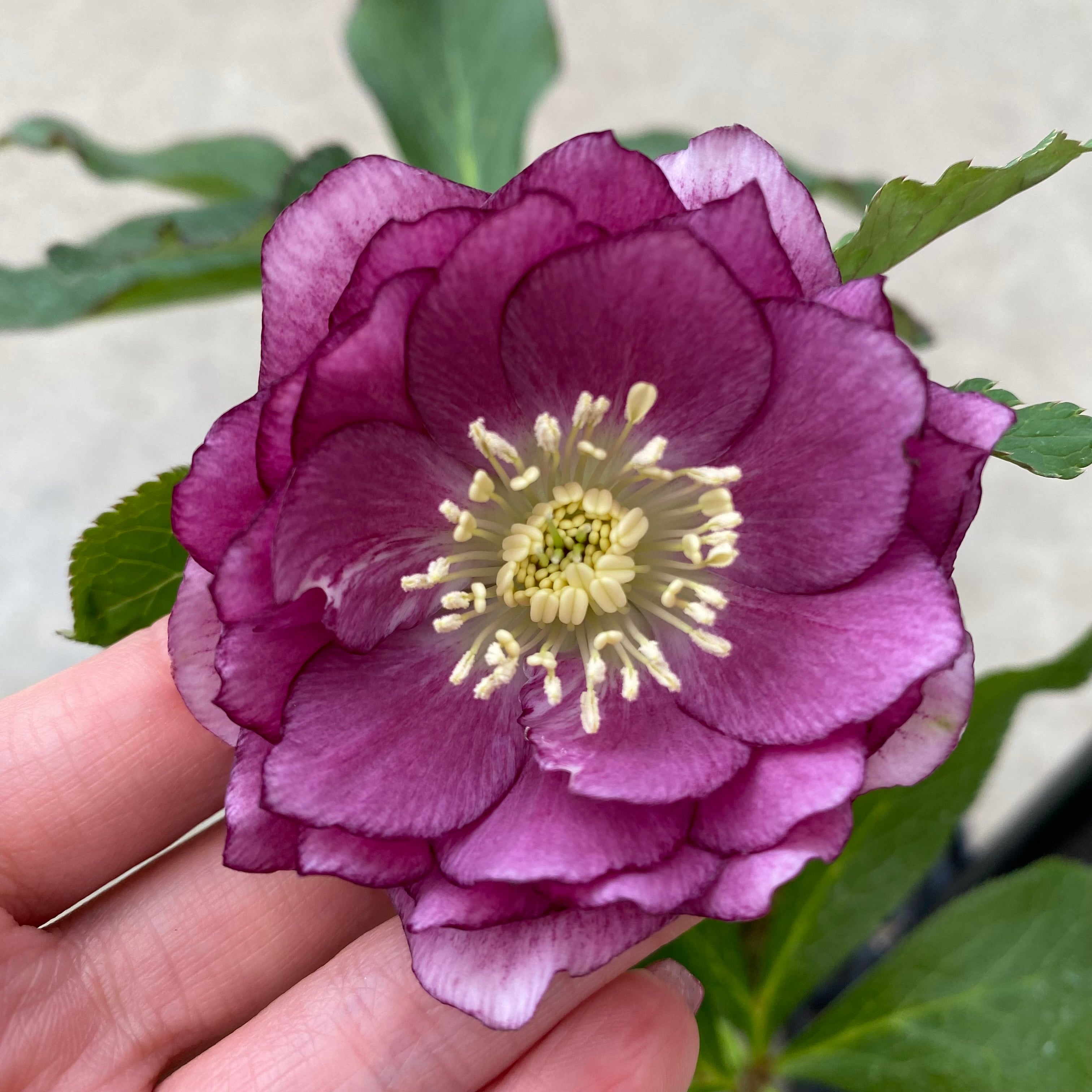 20069 クリスマスローズ ダブル咲き 3.5号苗ポット – 植物家族