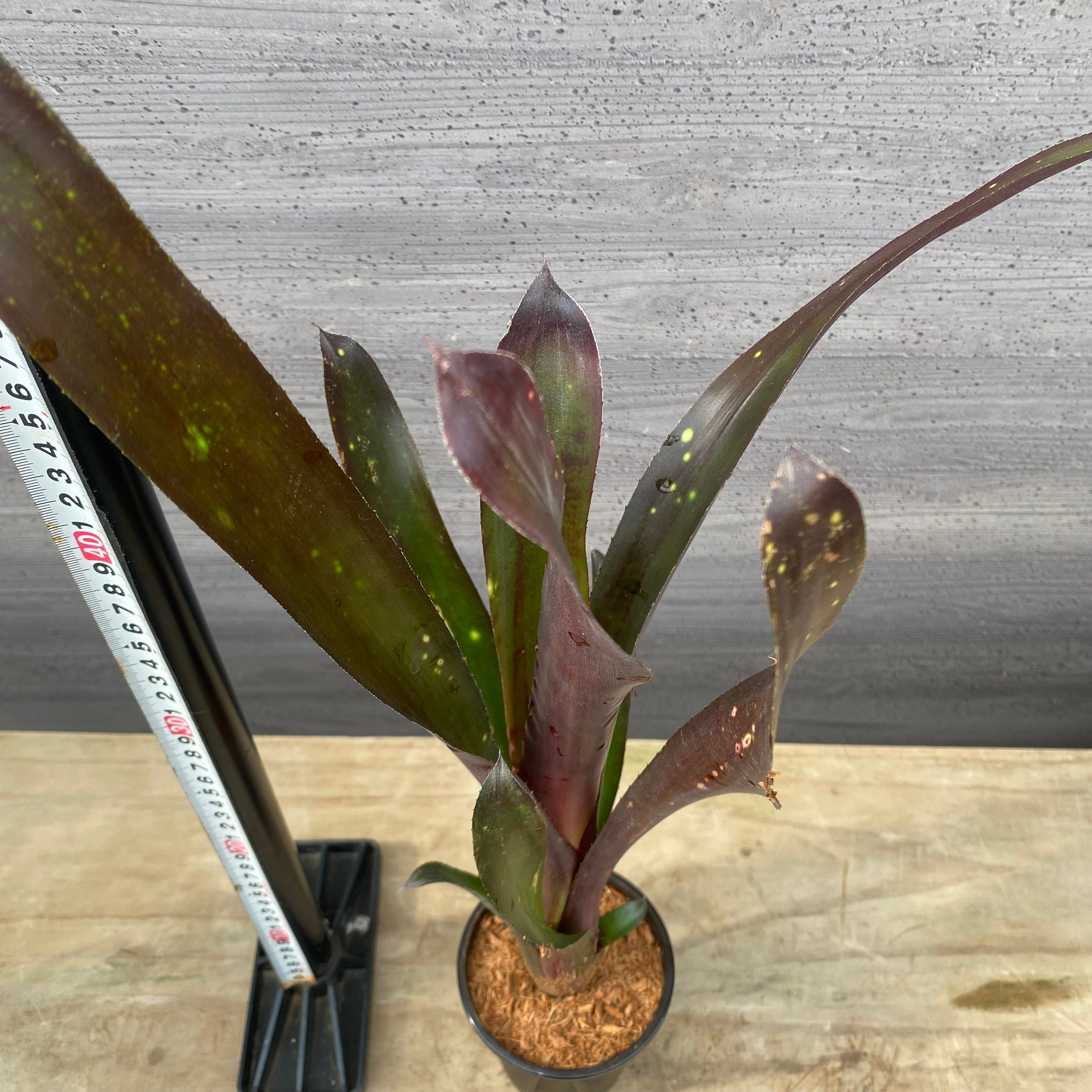 商品 – 植物家族