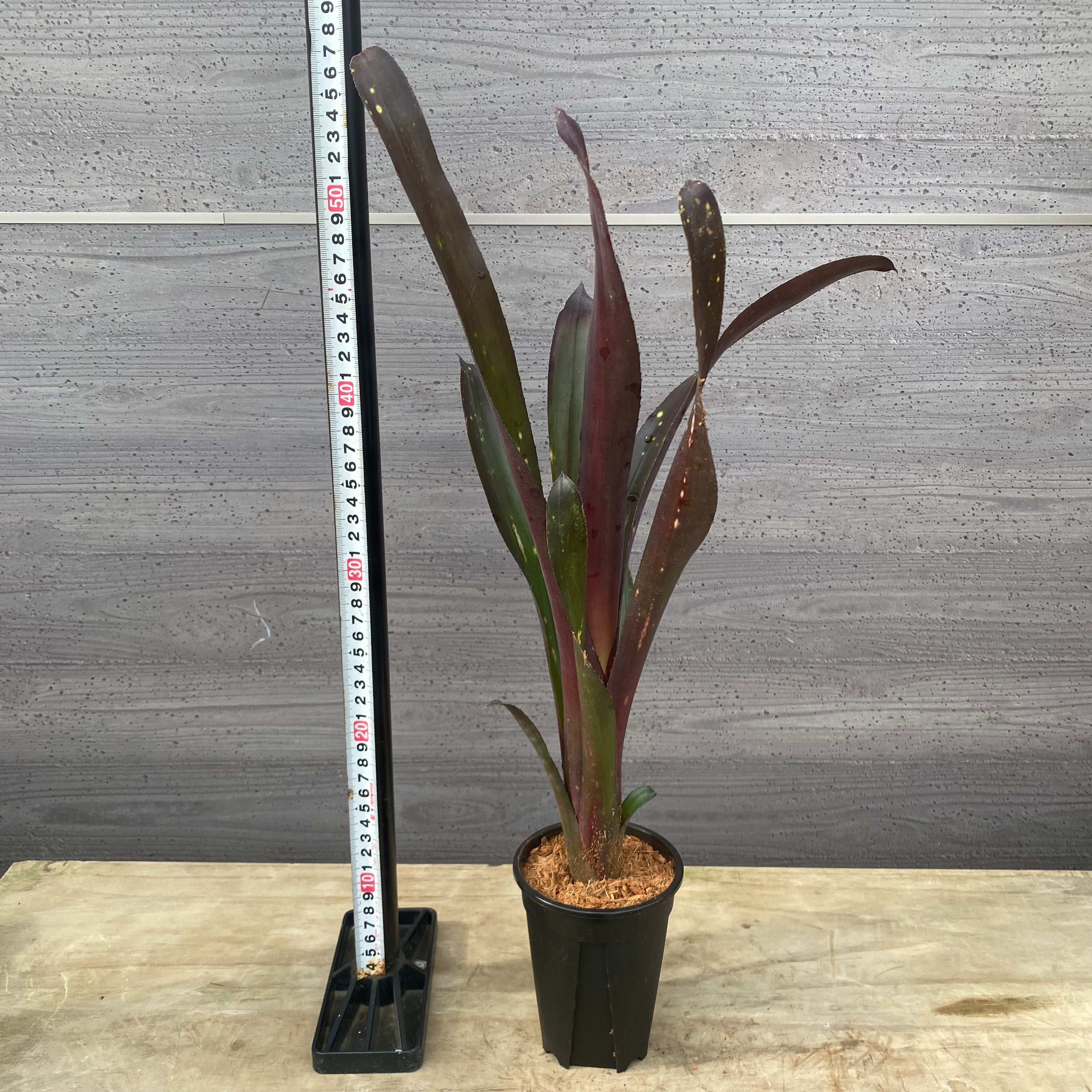 商品 – 植物家族