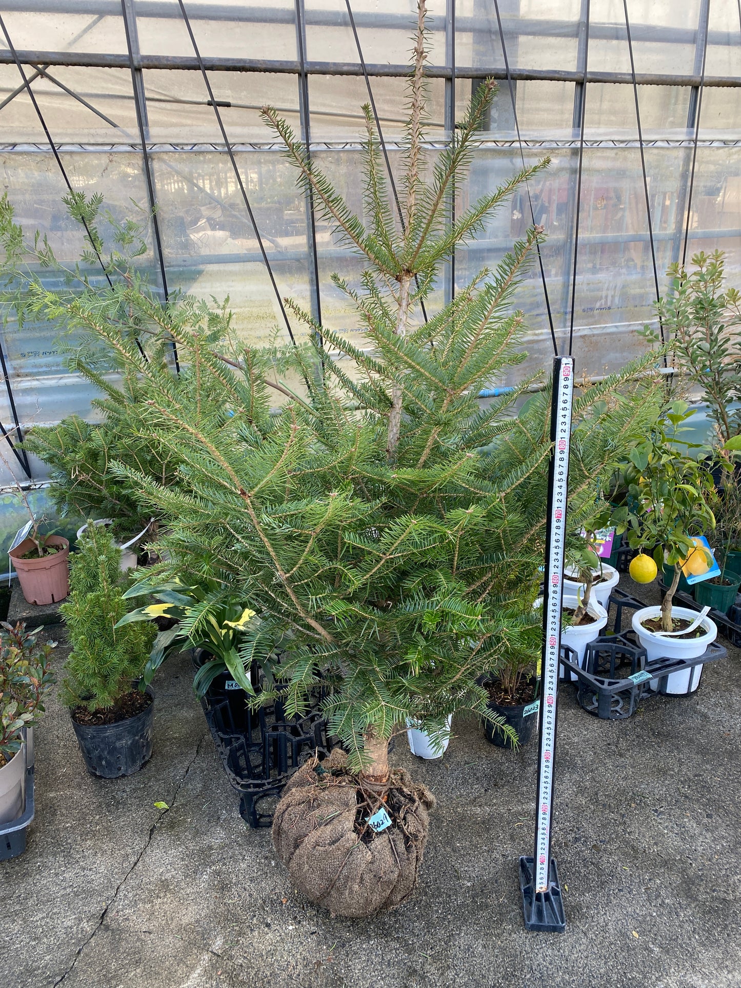 農場創業祭 No.26029　もみの木　根巻き