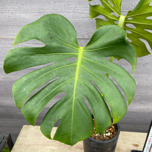 06022　モンステラ　硬質ポット