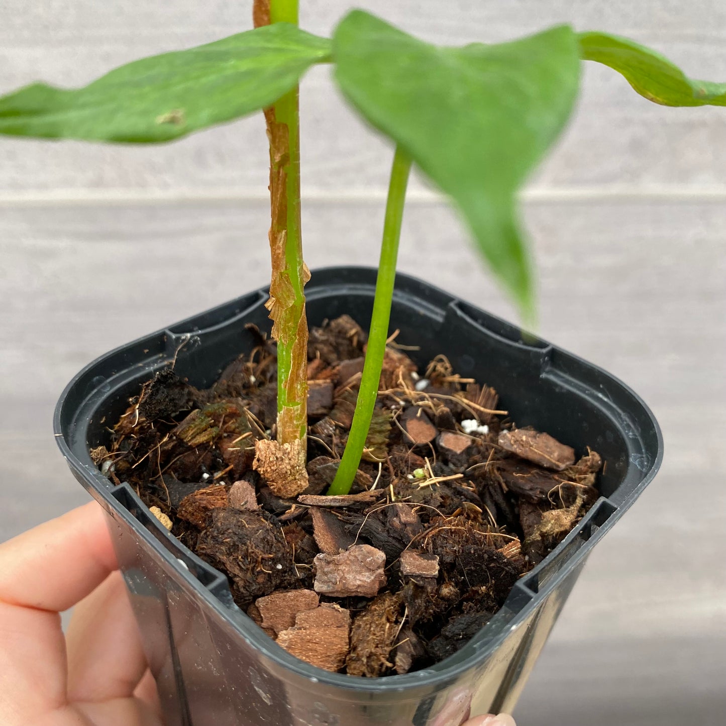 urbanjungle商品　アモルフォファルス　ティタヌン　ショクダイオオコンニャク　3号鉢
