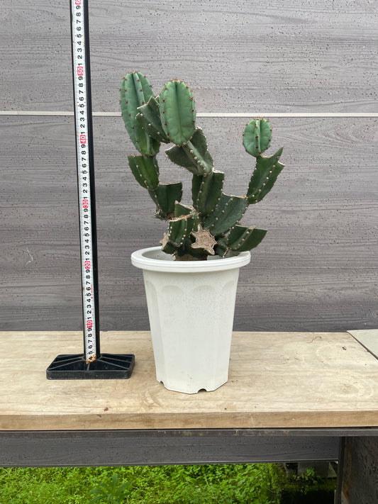 No.17006 サボテン 6号鉢