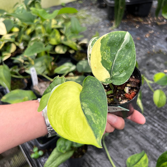 URBAN JUNGLE特集★U09　スキンダプサス　ジェードサティンオーレア　2号鉢