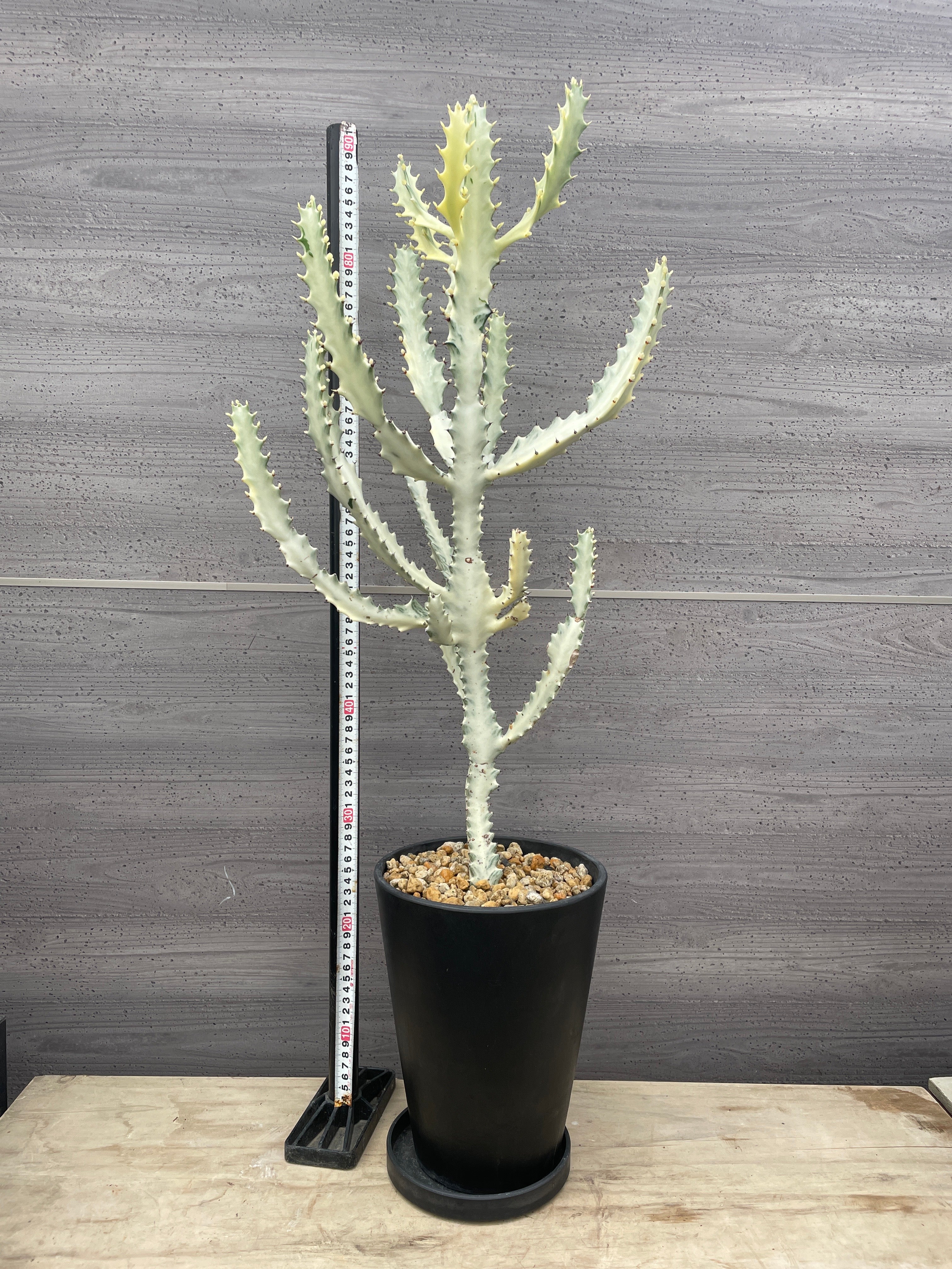 Pickup 全ての商品 – 植物家族