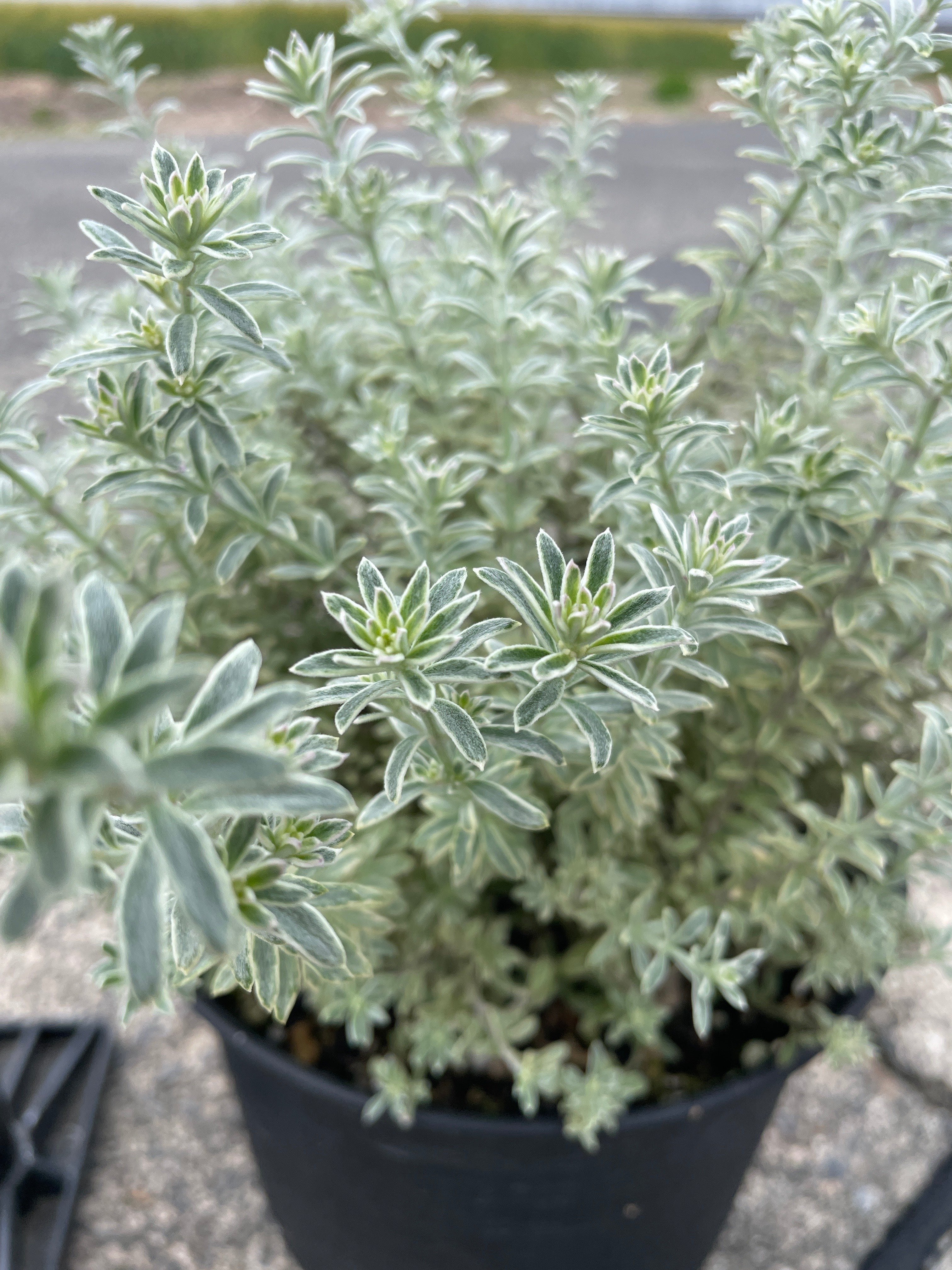 Pickup 全ての商品 – 植物家族
