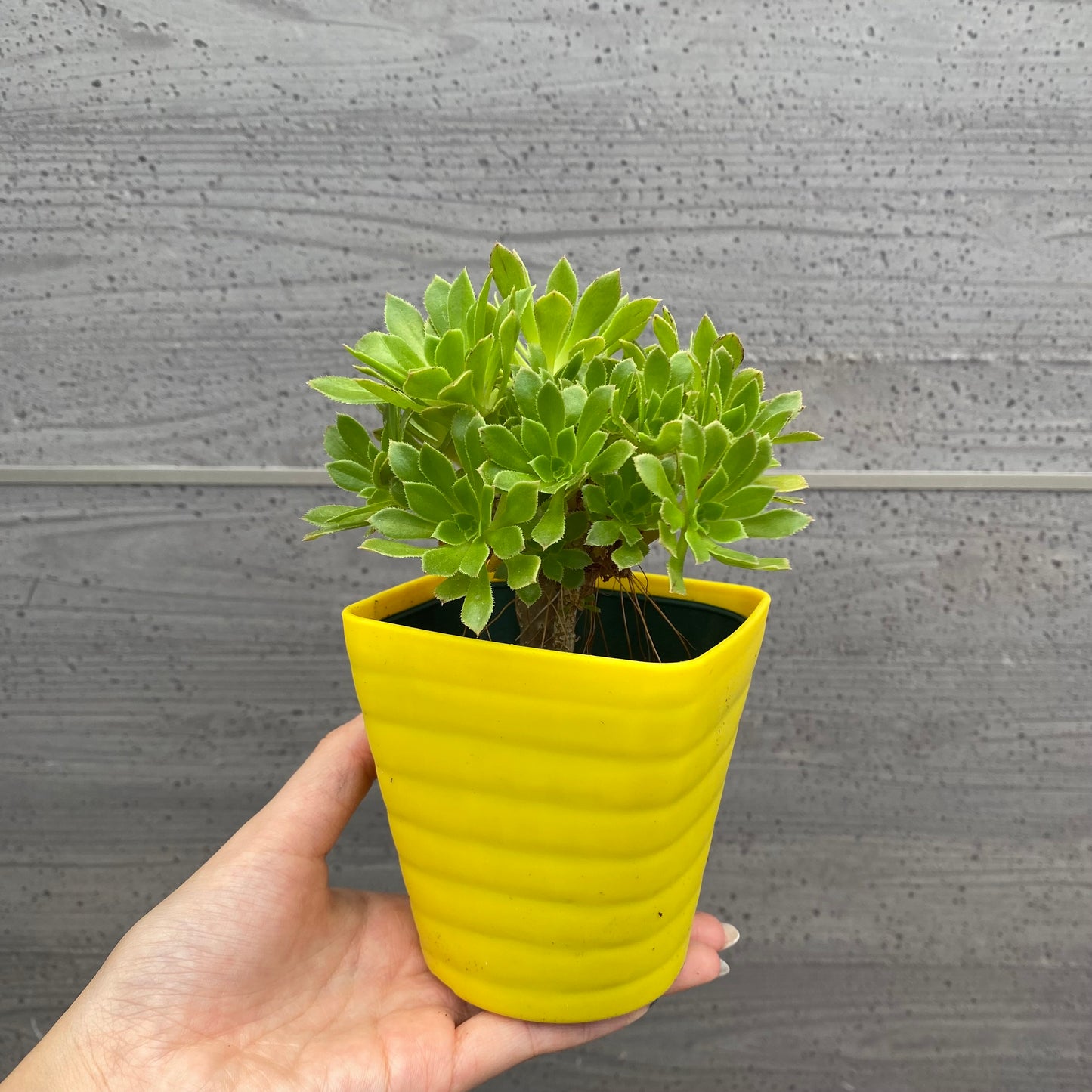 No.08003　多肉植物　5点セット