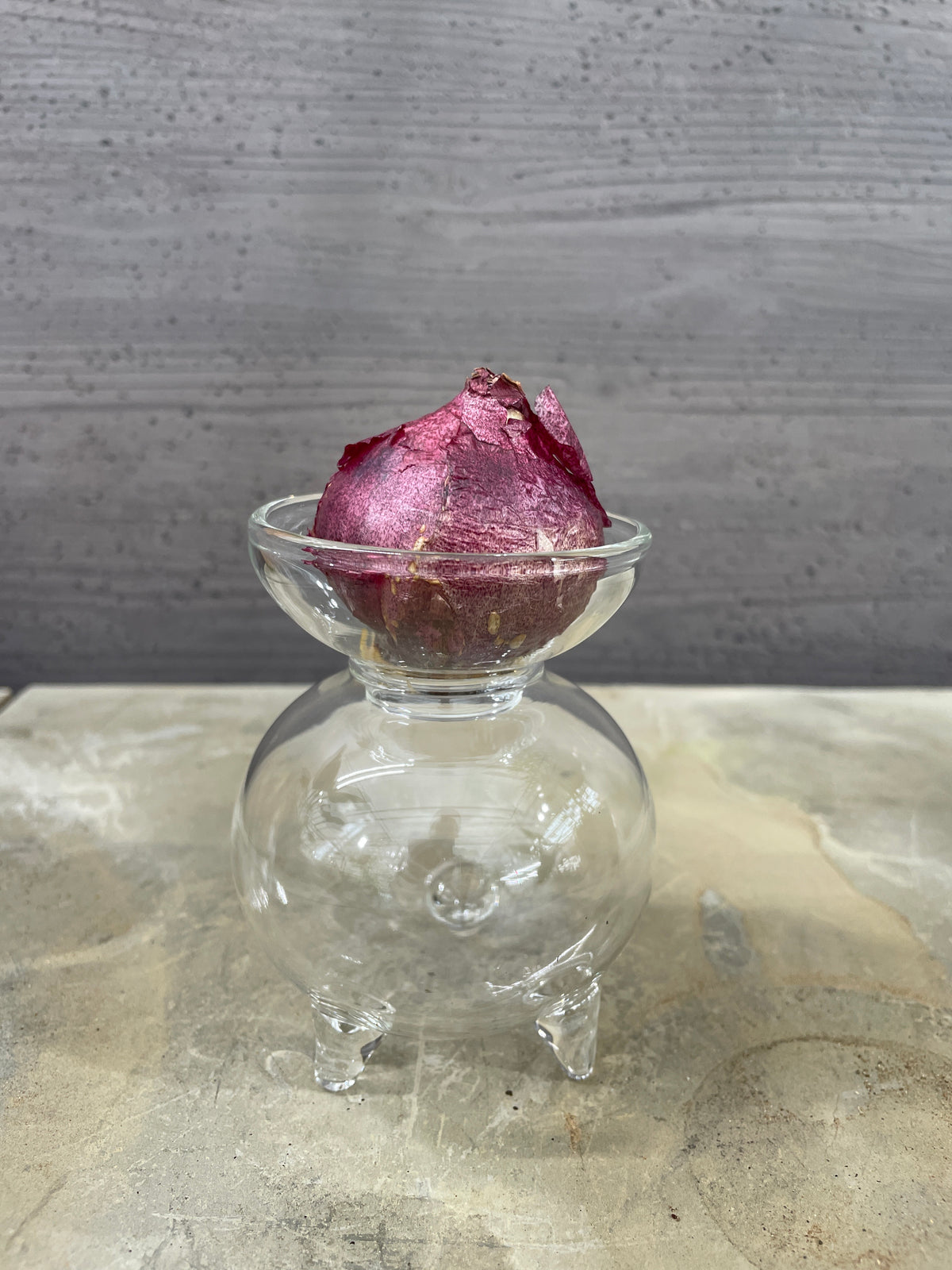 球根用花瓶　丸型クリア　小