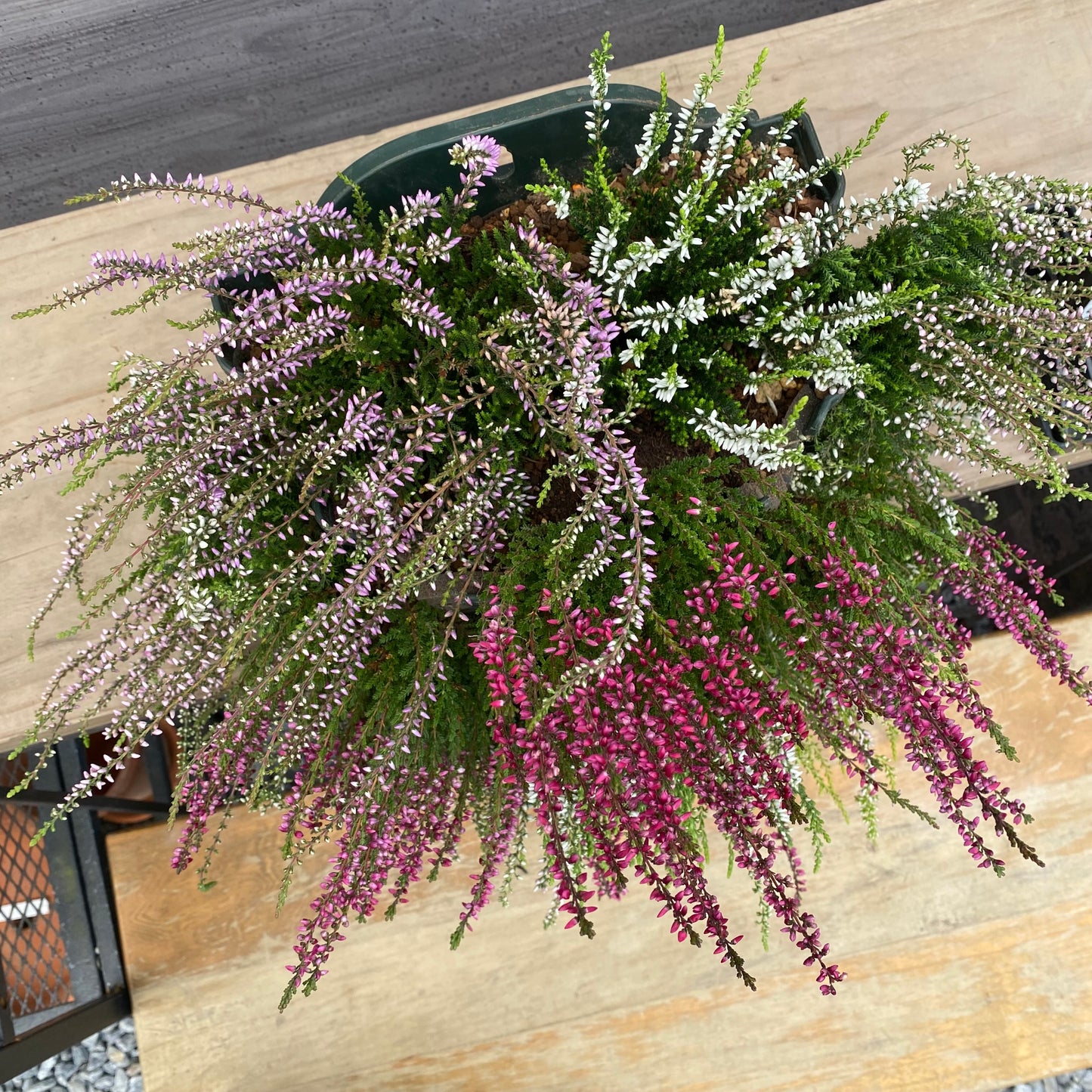 社長植栽★　カルーナ　ガーデンガールズ寄せ植え　ハンギングポット