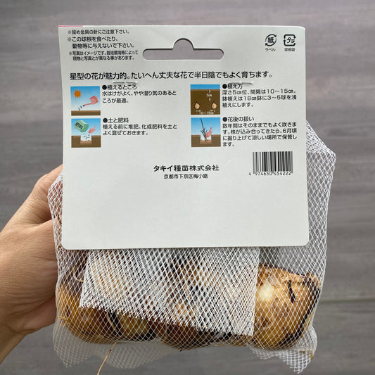 カマシア　球根　ライヒトリニーコエルレア