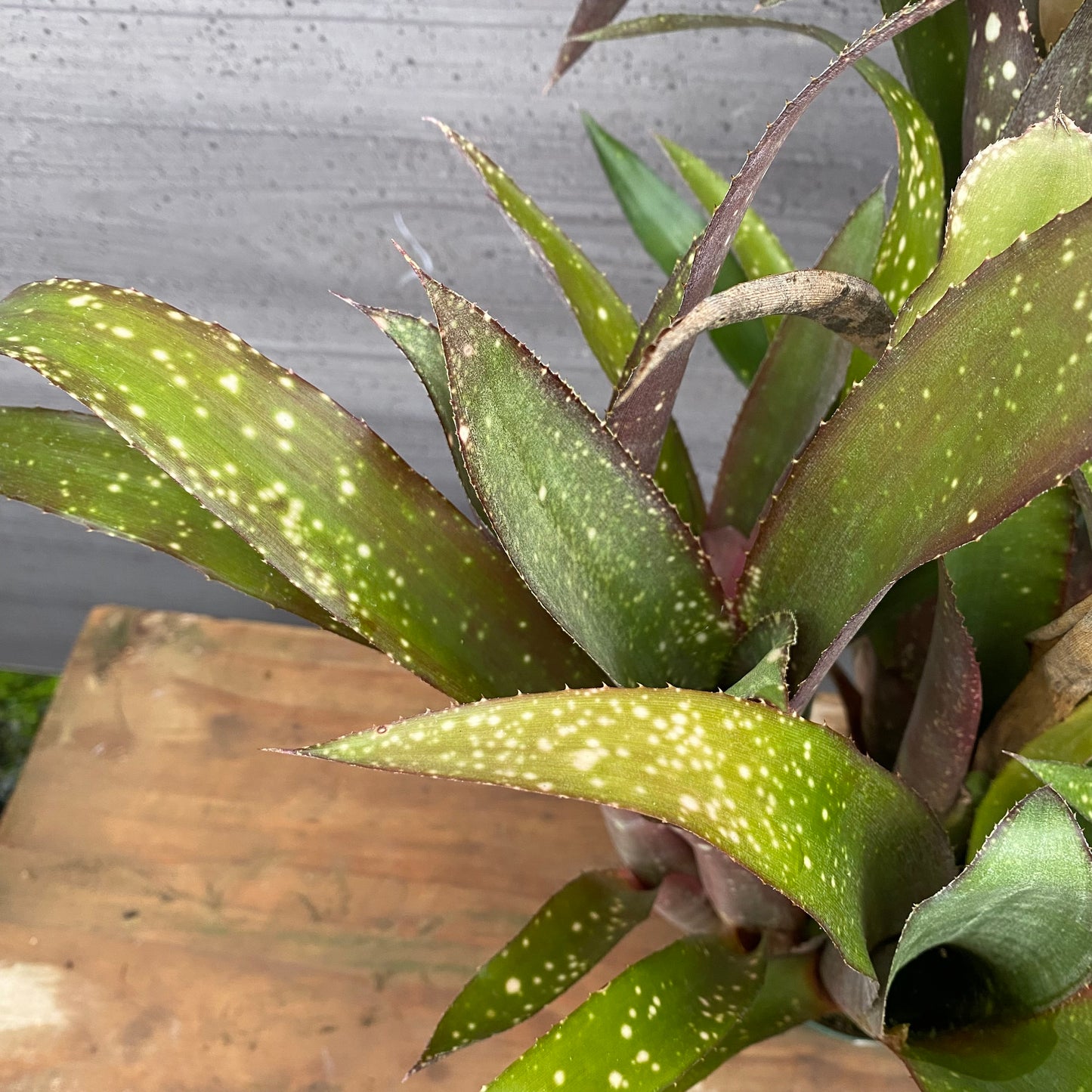 市場仕入れ即売会　No.25028　ビルベルギア　アモエナ　3.5号鉢