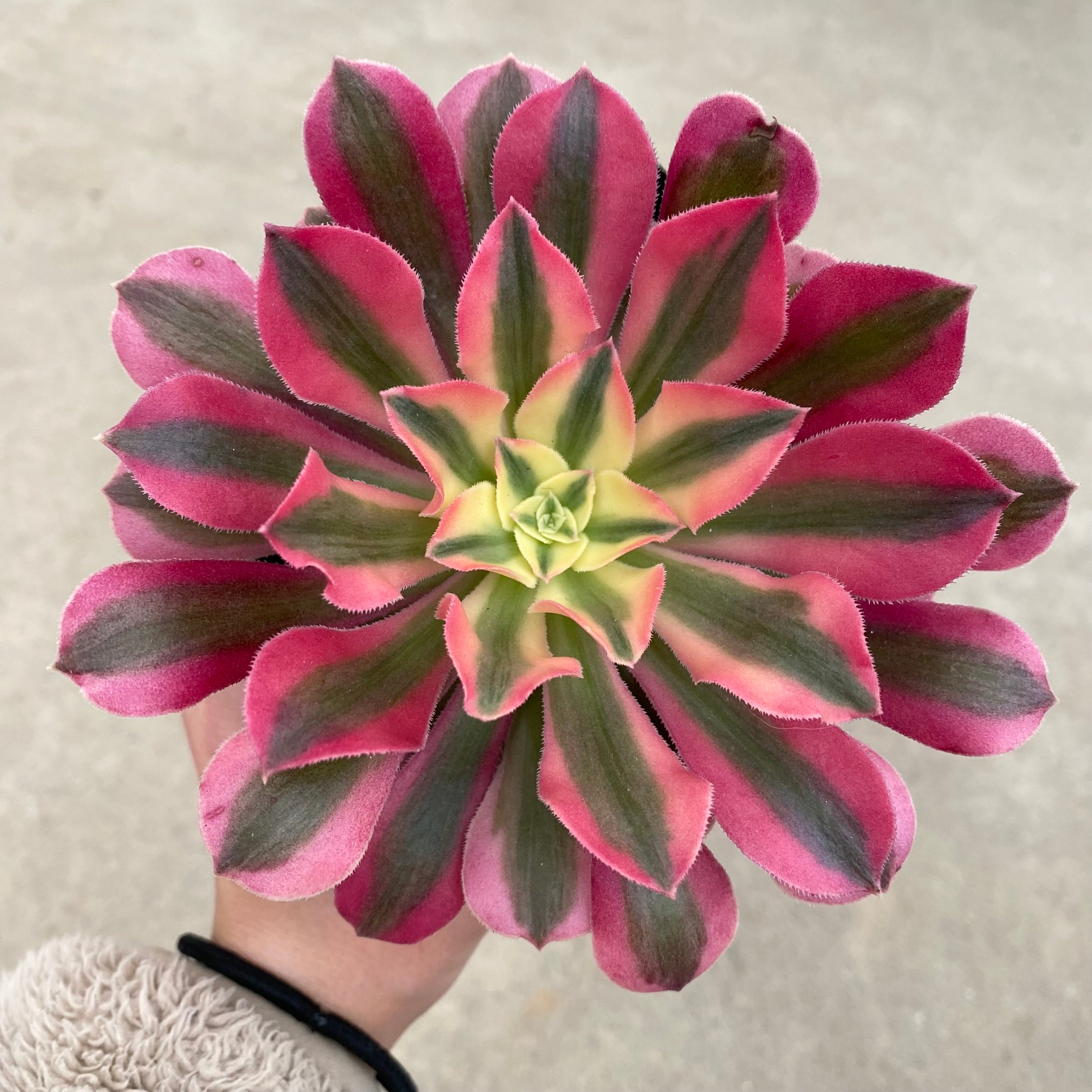 Pickup 全ての商品 – 植物家族