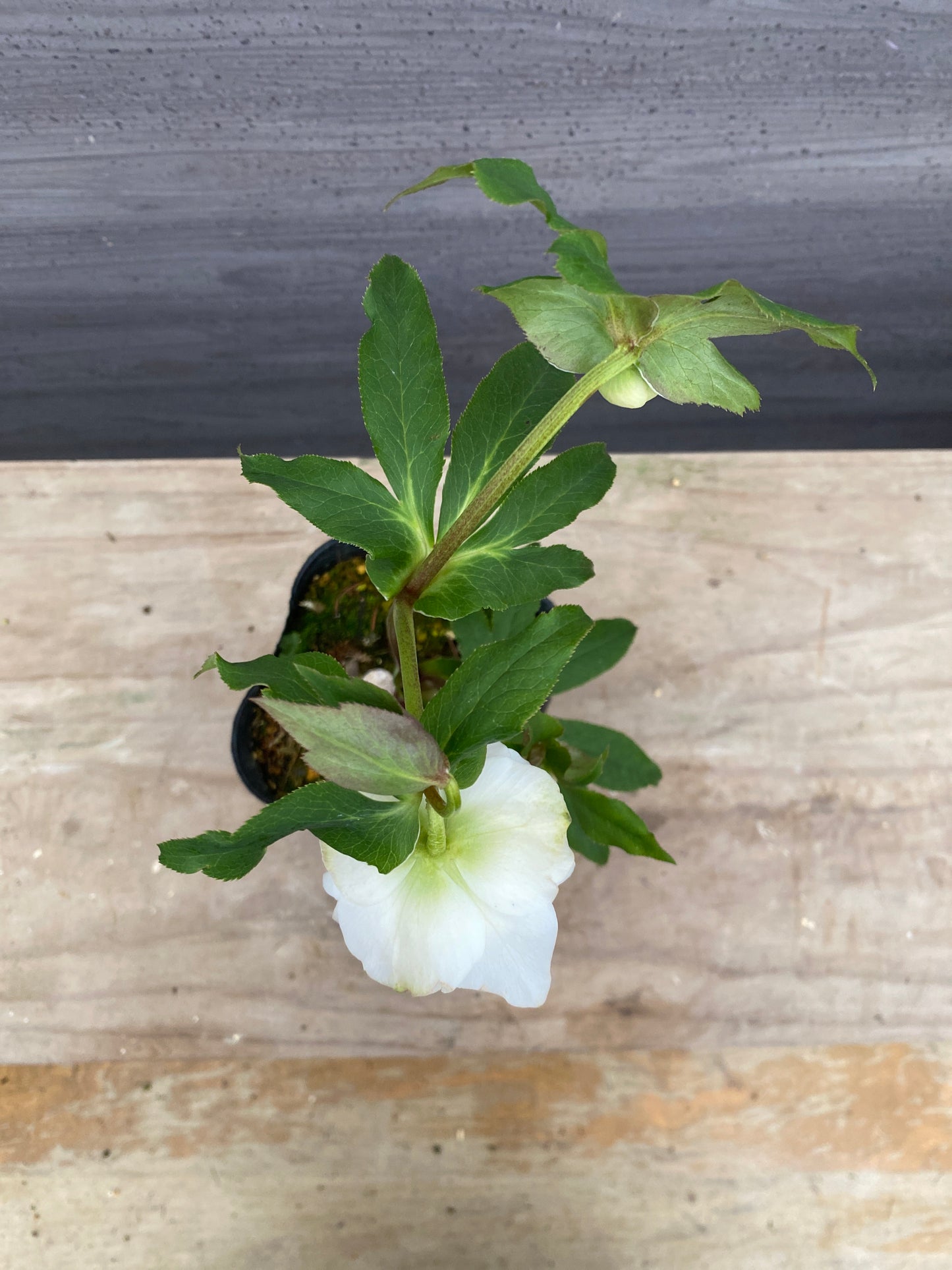 No.05130　横山園芸★クリスマスローズ　プリマドレス　5号苗ポット