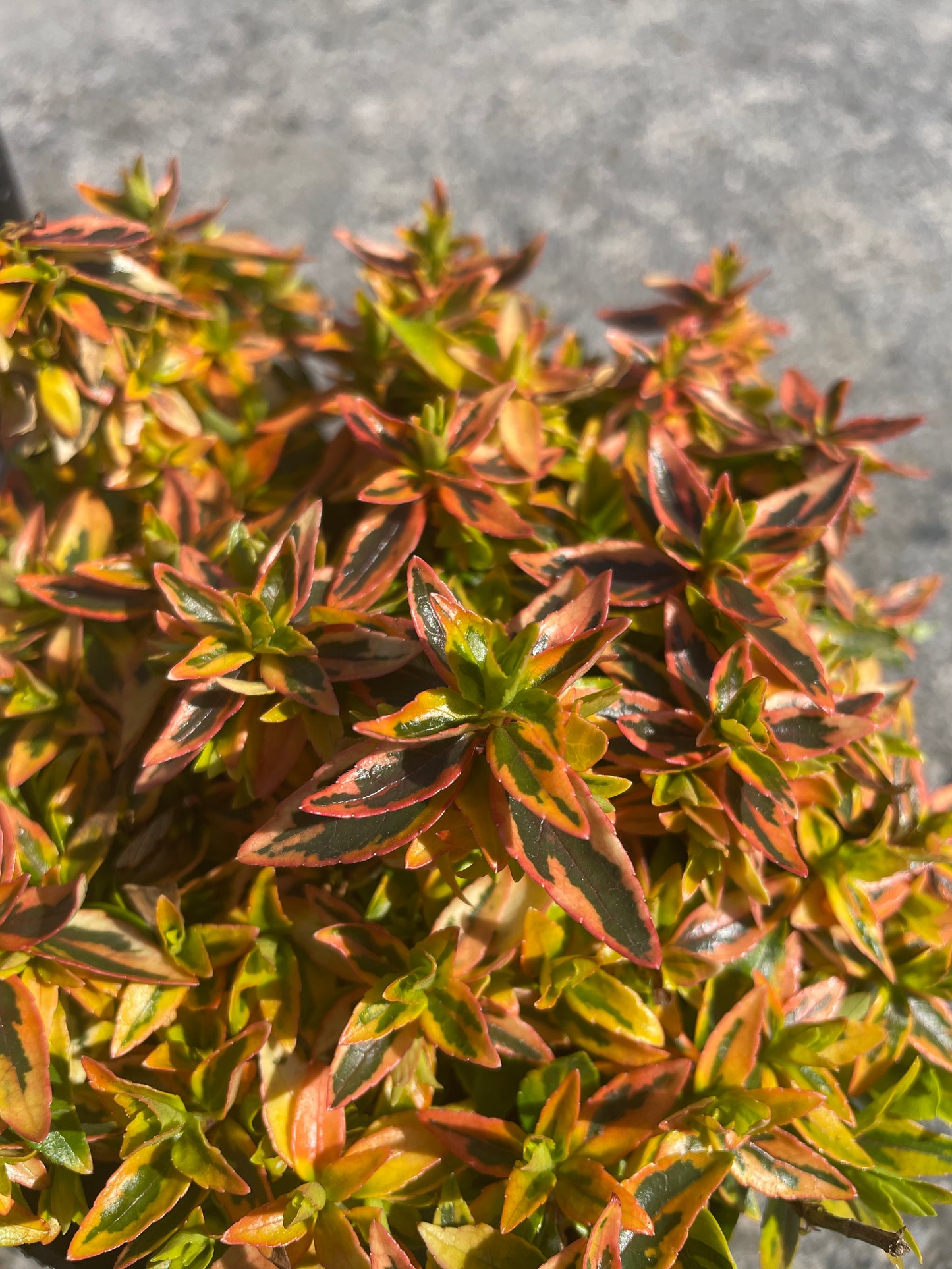 No.06005　岡本緑花　アベリア　カレイドスコープ　5号苗ポット