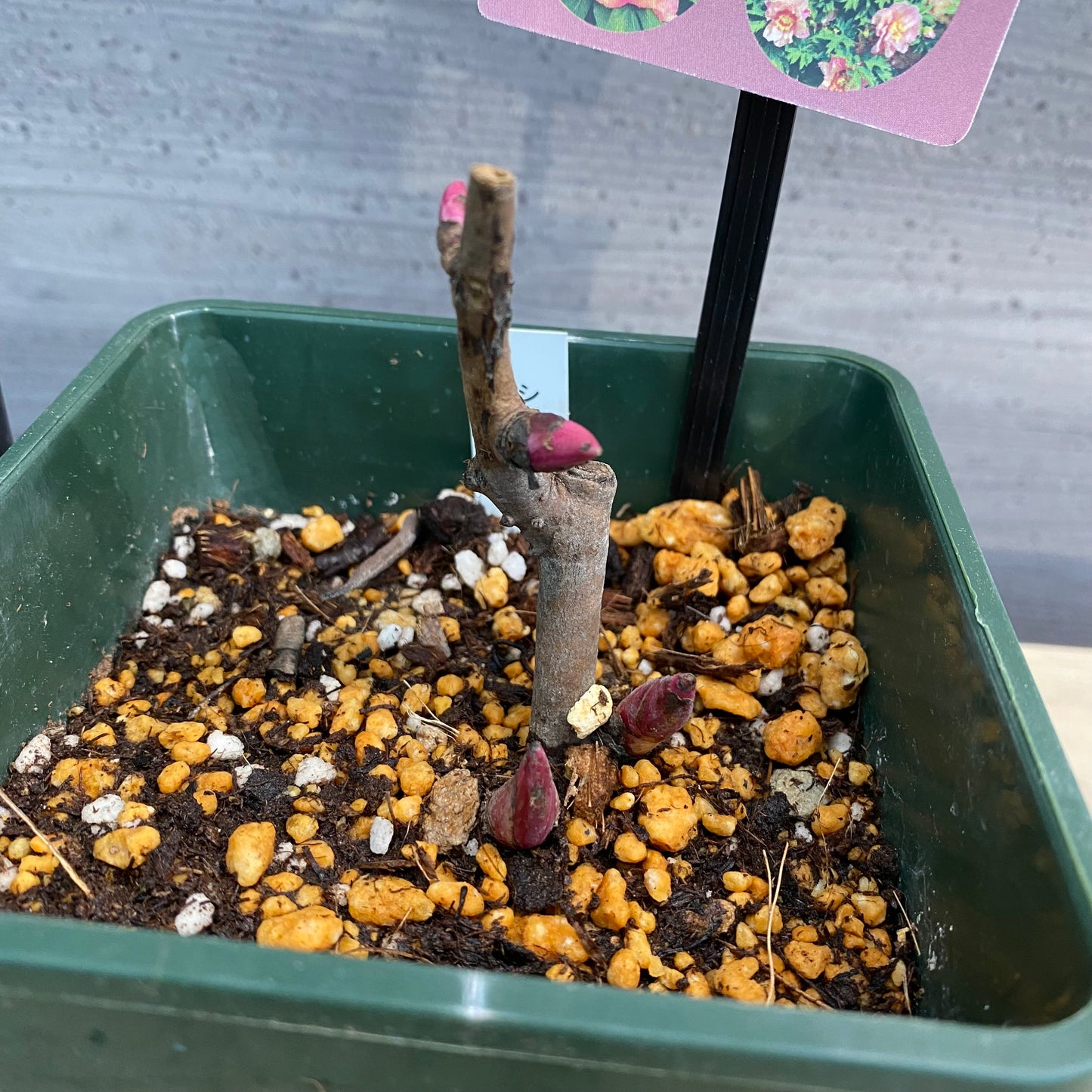 芍薬　ヒラリー