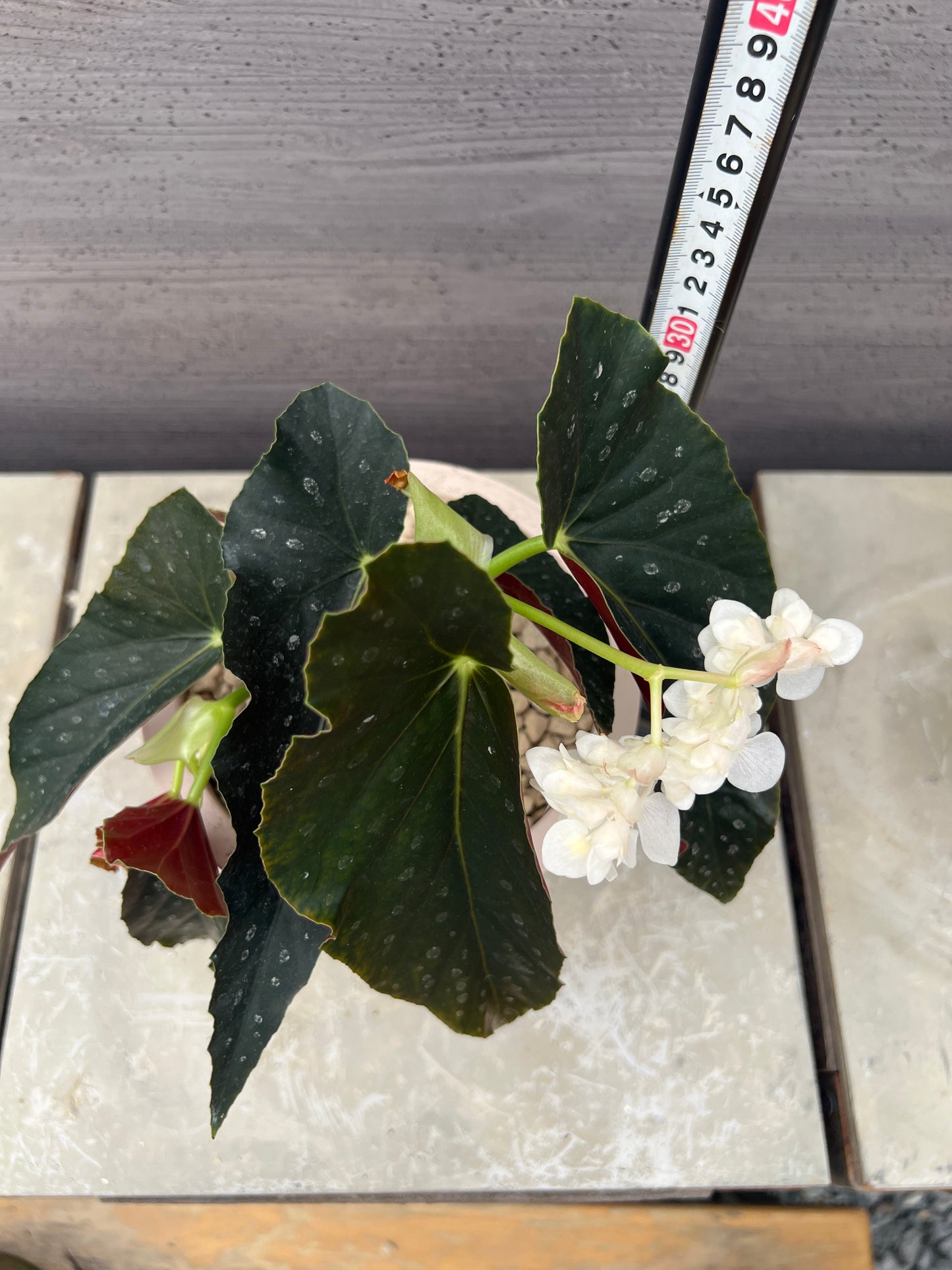 花郷園★木立性ベゴニア　ホワイトカスケード　6号ポット植替え済み