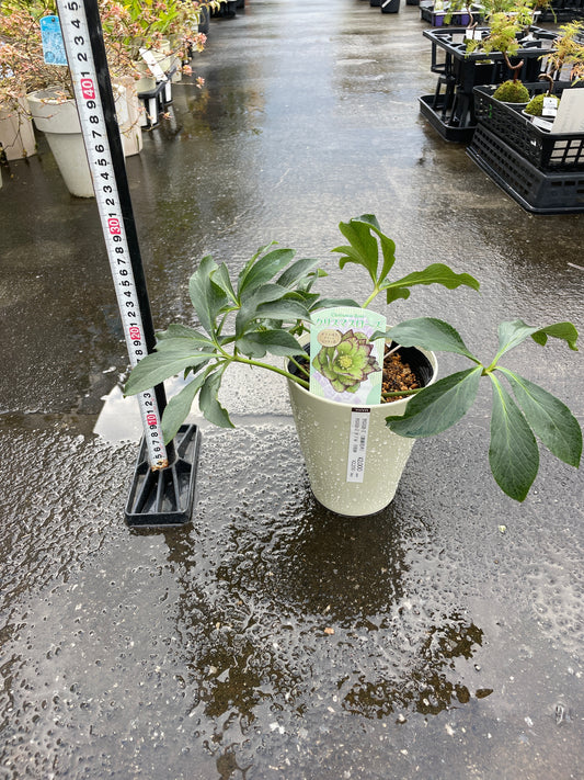 M23　クリスマスローズ　ダブル咲き　グリーンピコティ系　5号鉢