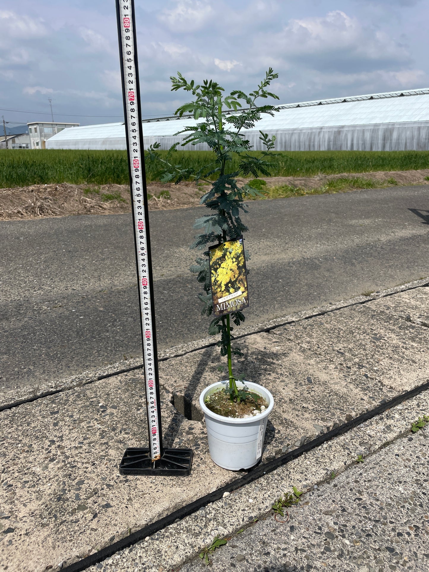 No.17008　ミモザアカシア　5号鉢