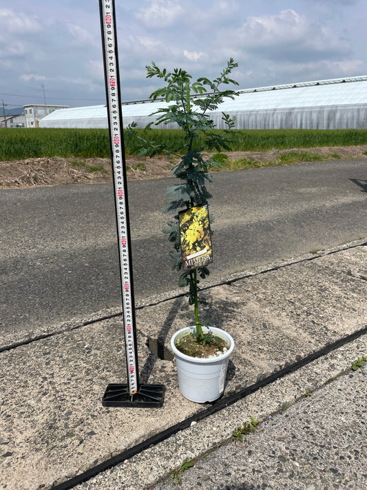 No.17008 ミモザアカシア 5号鉢