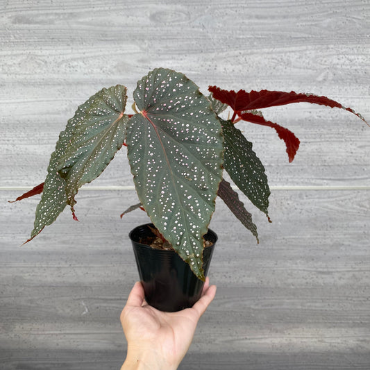 ★追加販売　花郷園★木立性ベゴニア　Benigo