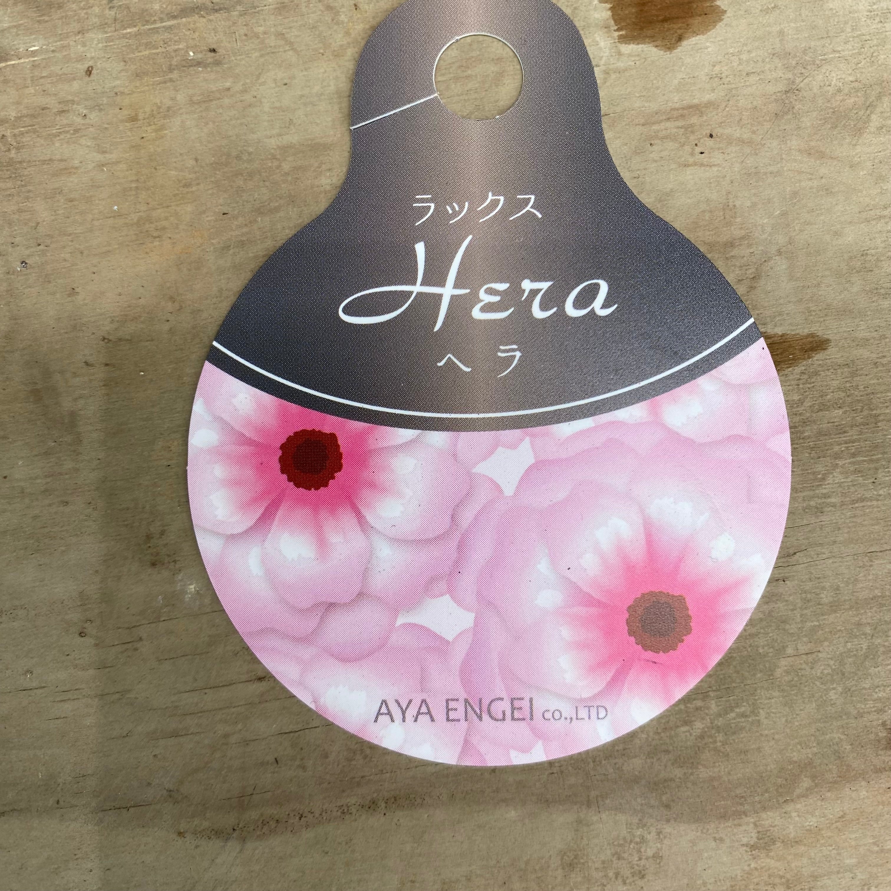 ❇️ラナンキュラス❣️専用② 即売会 No.27062 ラナンキュラス ラックス ヘラ 4号鉢 – 植物家族