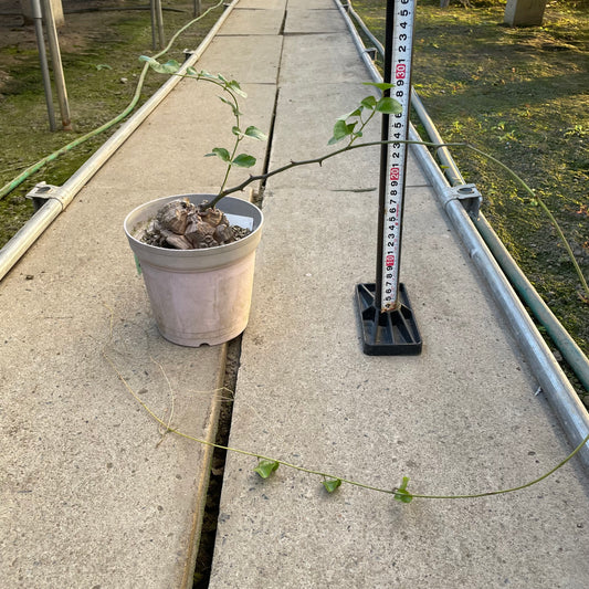 農場創業祭 No.18226　アフリカ　亀甲竜