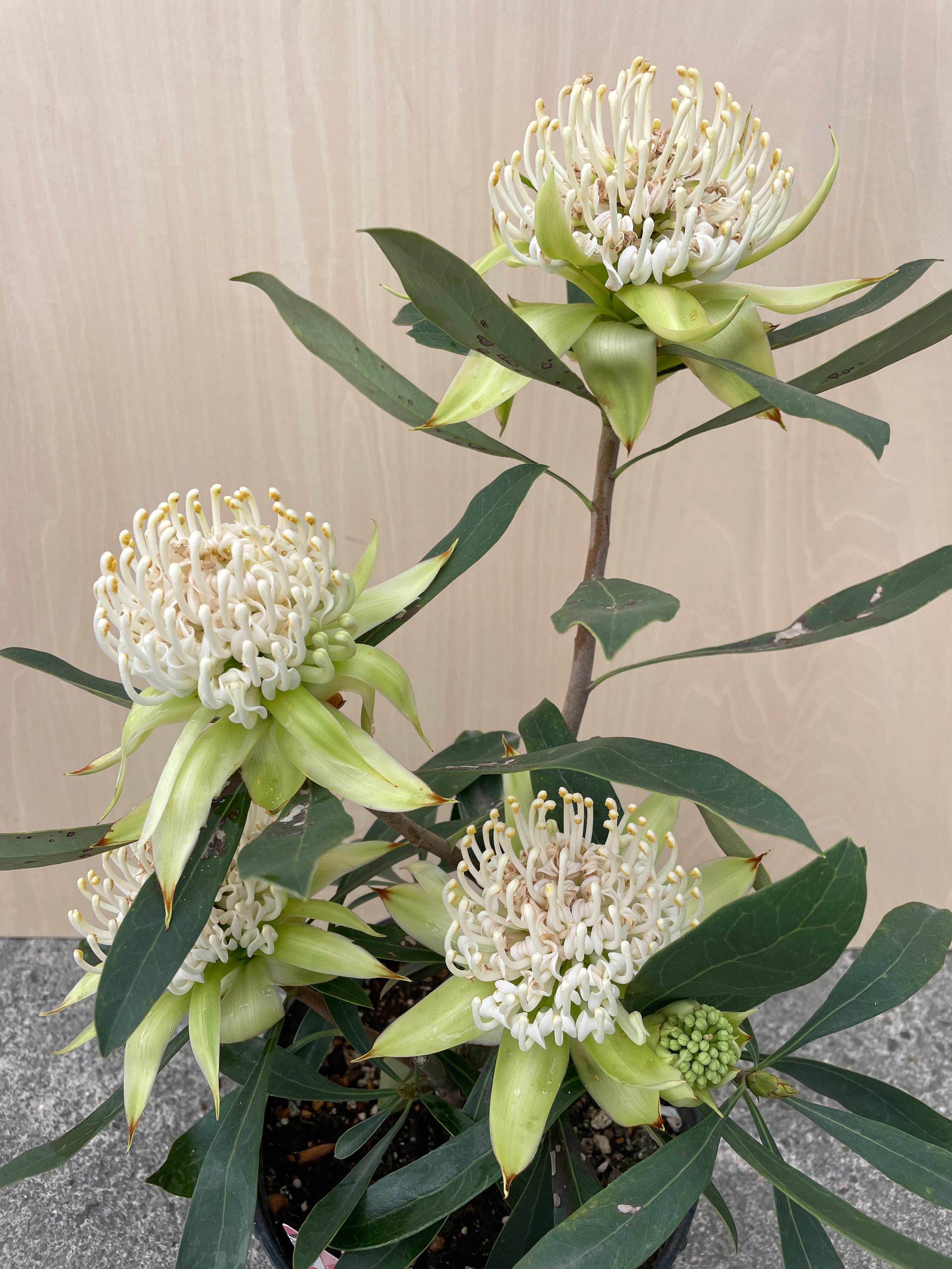 No.22057 テロペア シャディレディホワイト 7号鉢 – 植物家族