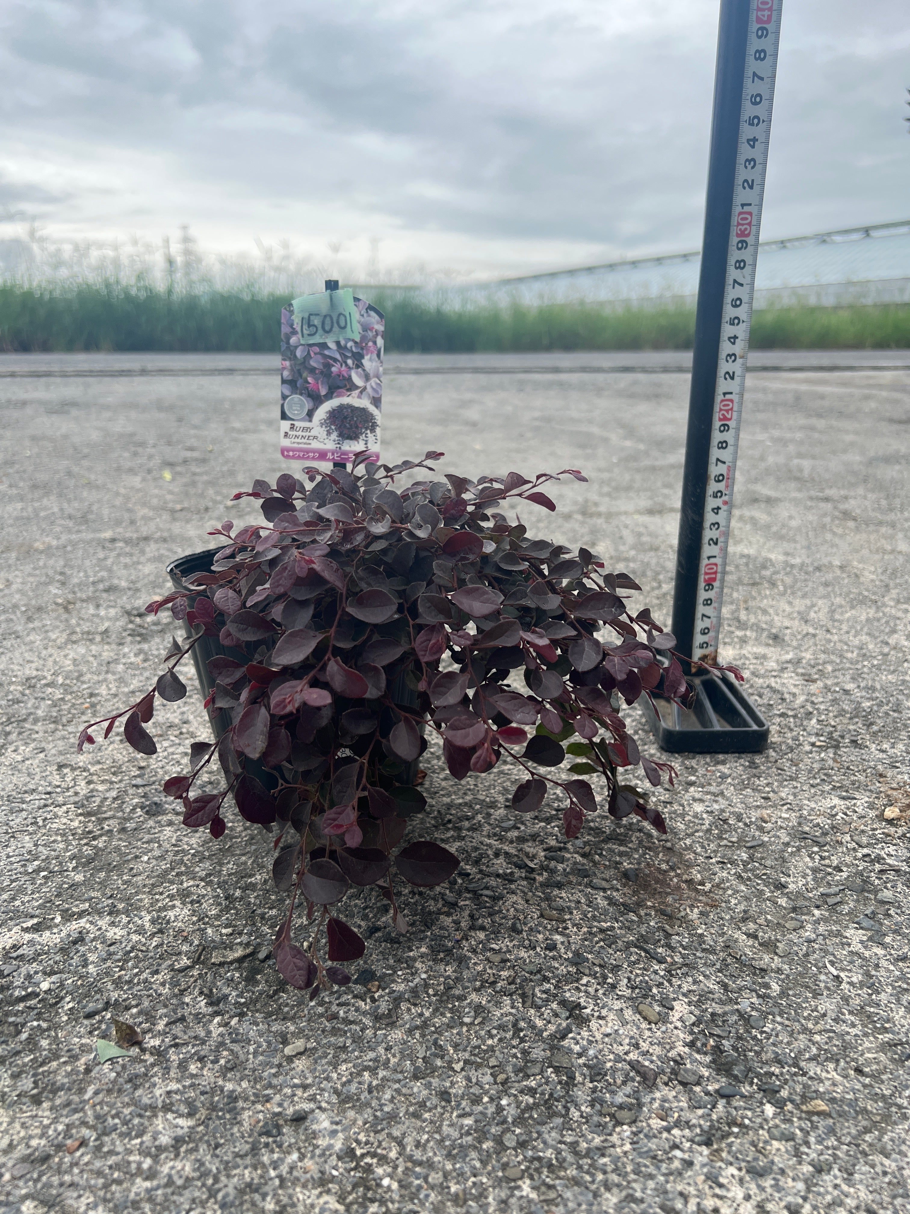 Pickup 全ての商品 – 植物家族
