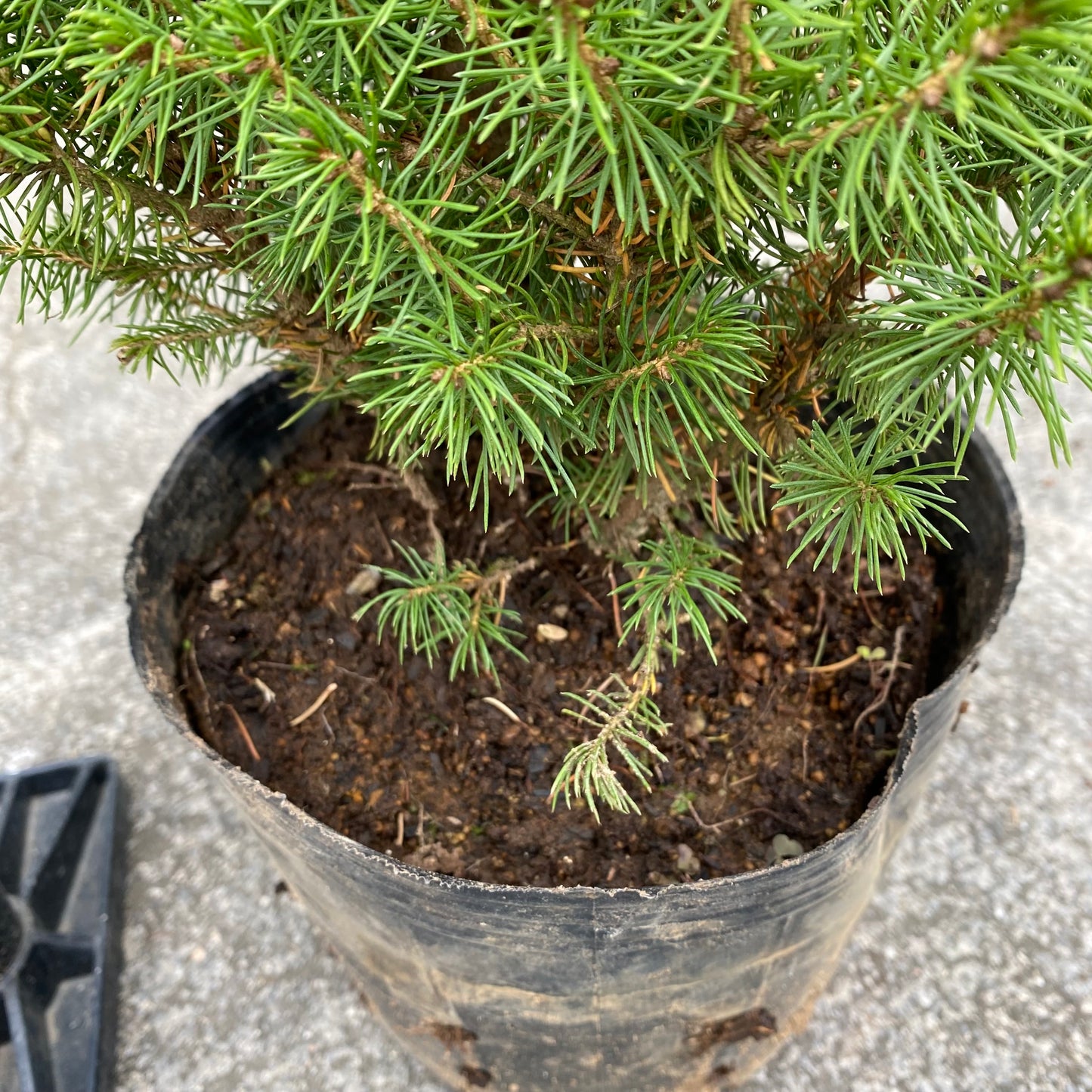 ピセア　カナダトウヒ　6号苗ポット