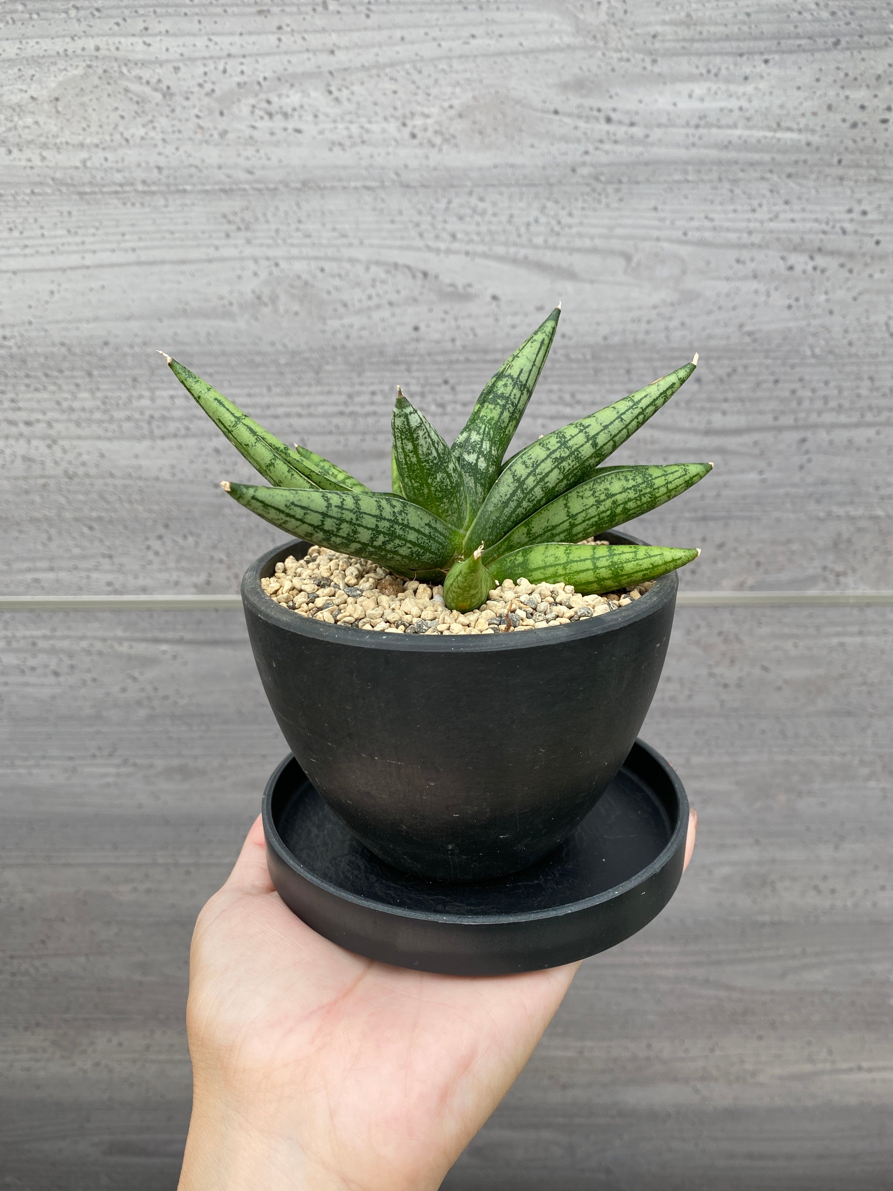 Pickup 全ての商品 – 植物家族